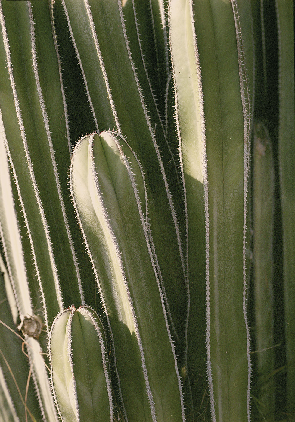 Cactus Plakat - Posterbox.dk