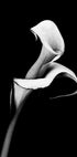Calla Lily Plakat - Posterbox.dk