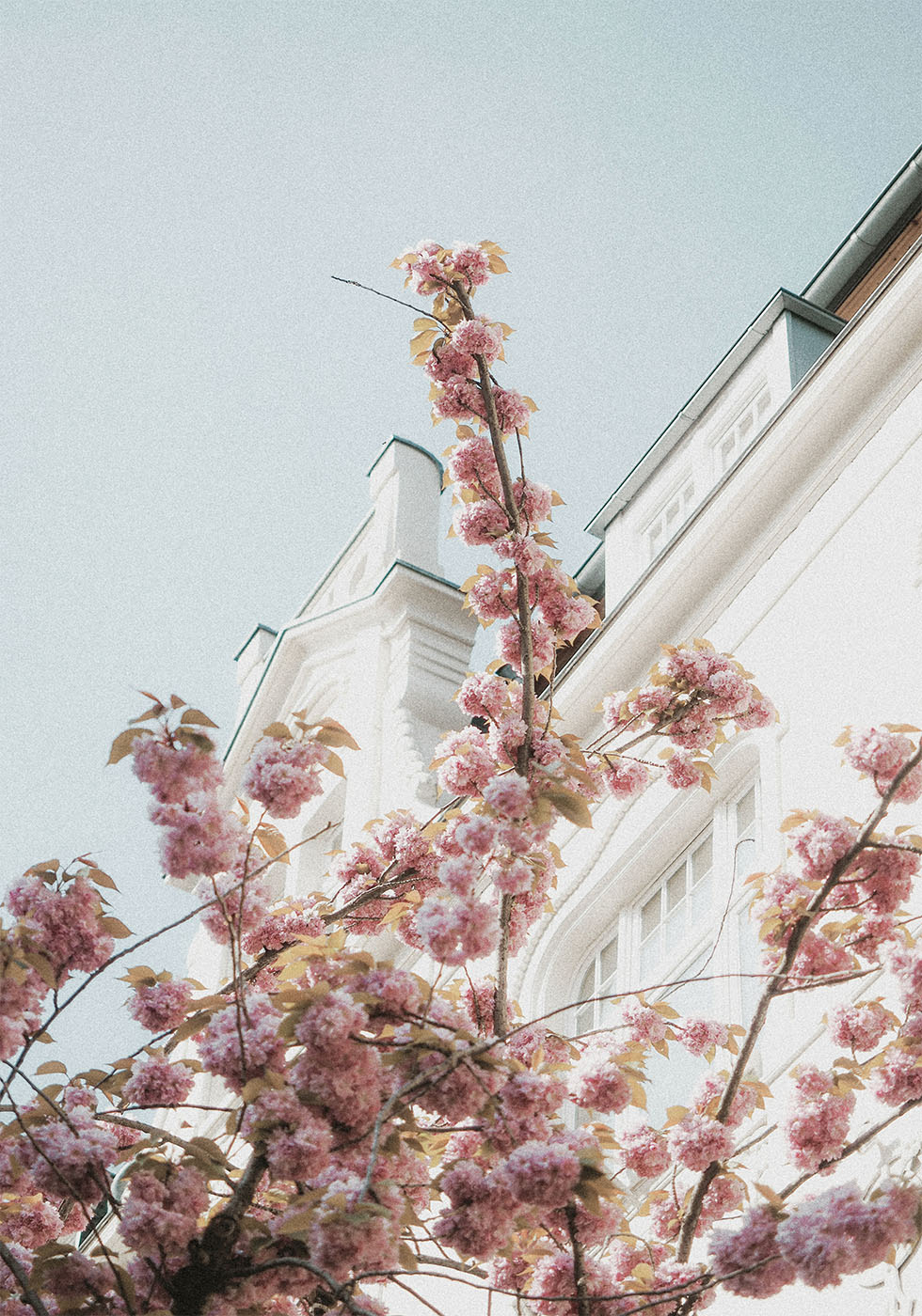 Cherry Blossom Plakat - Posterbox.dk