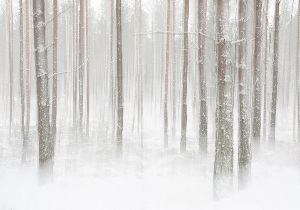 Winterforest in Sweden Plakat - Posterbox