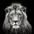 Young Male Lion Plakat - Posterbox