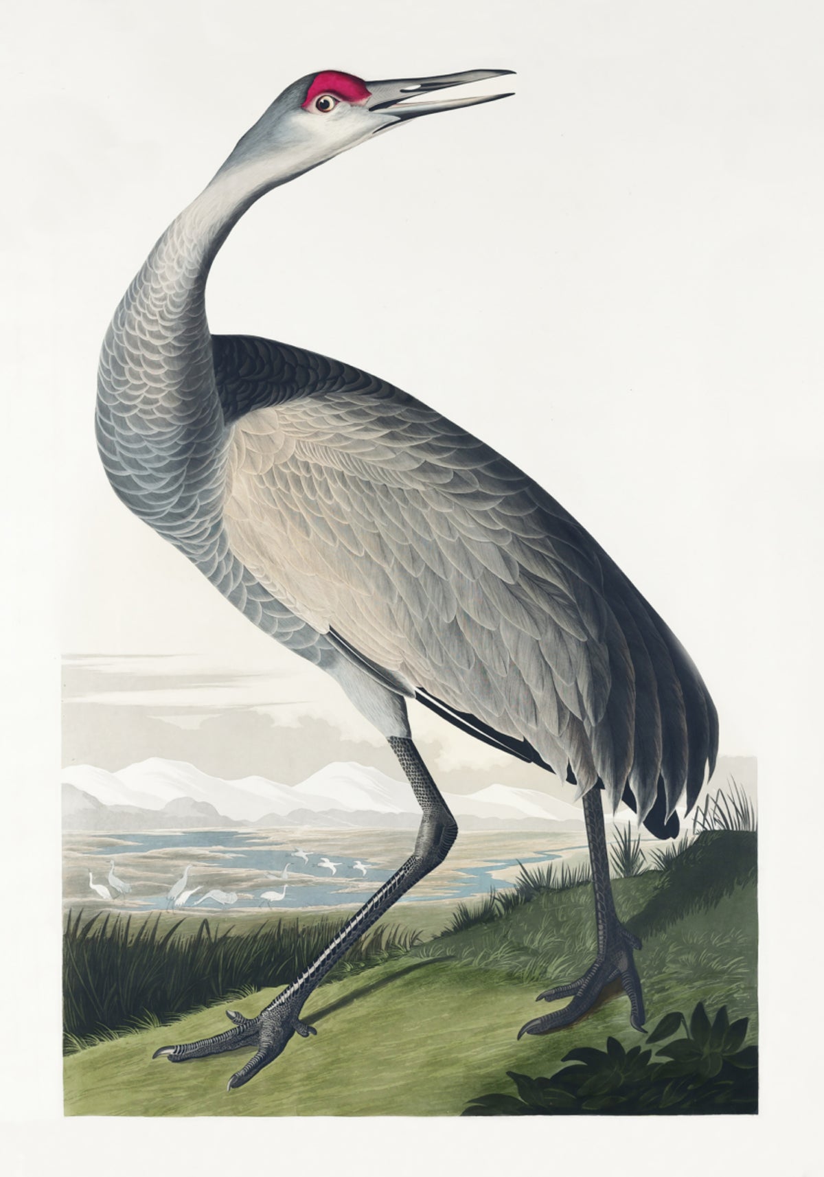 Grulla chillona de Birds of America (1827)