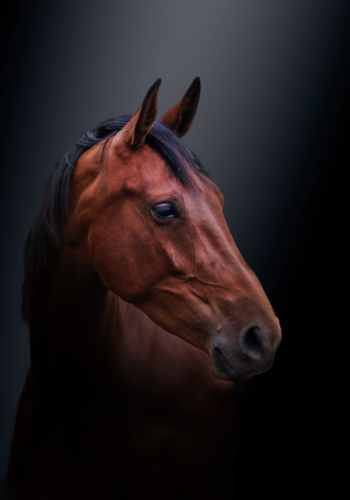 Retrato de caballo noble de bahía