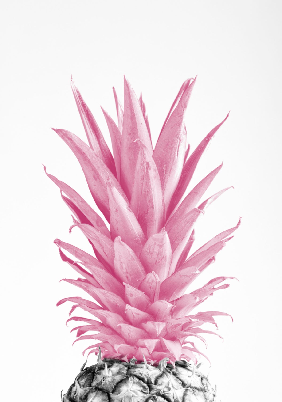 Piña rosa tropical