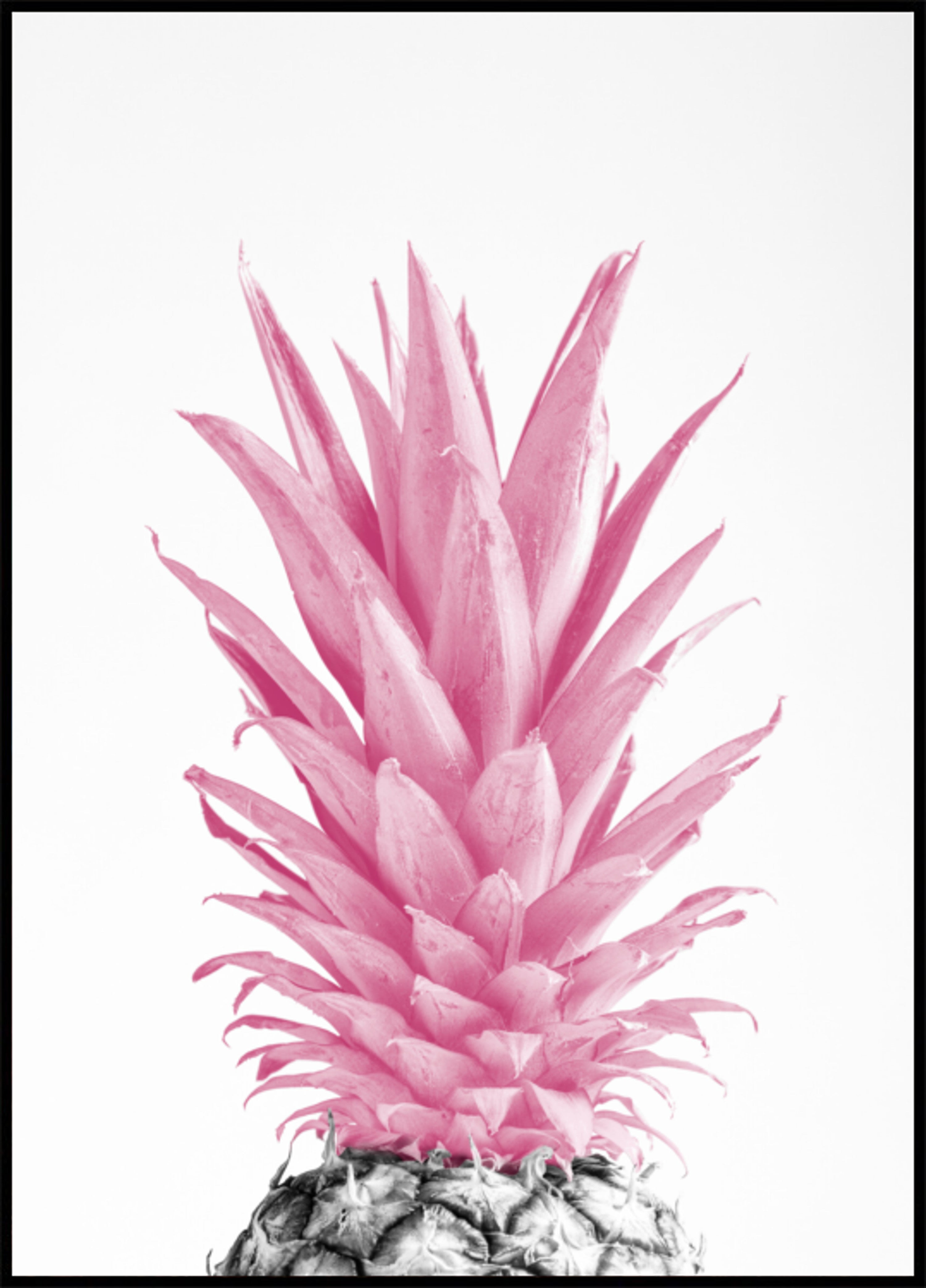 Piña rosa tropical