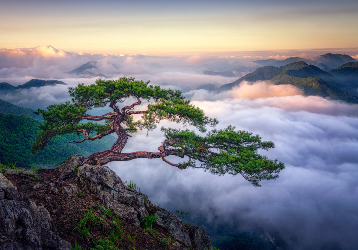 Amanecer de la montaña del árbol antiguo