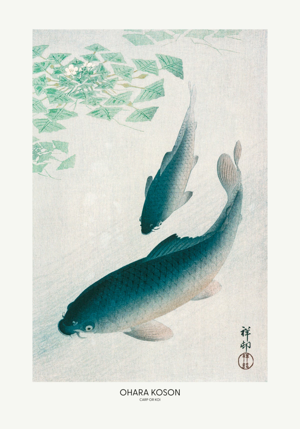 carpa o koi
