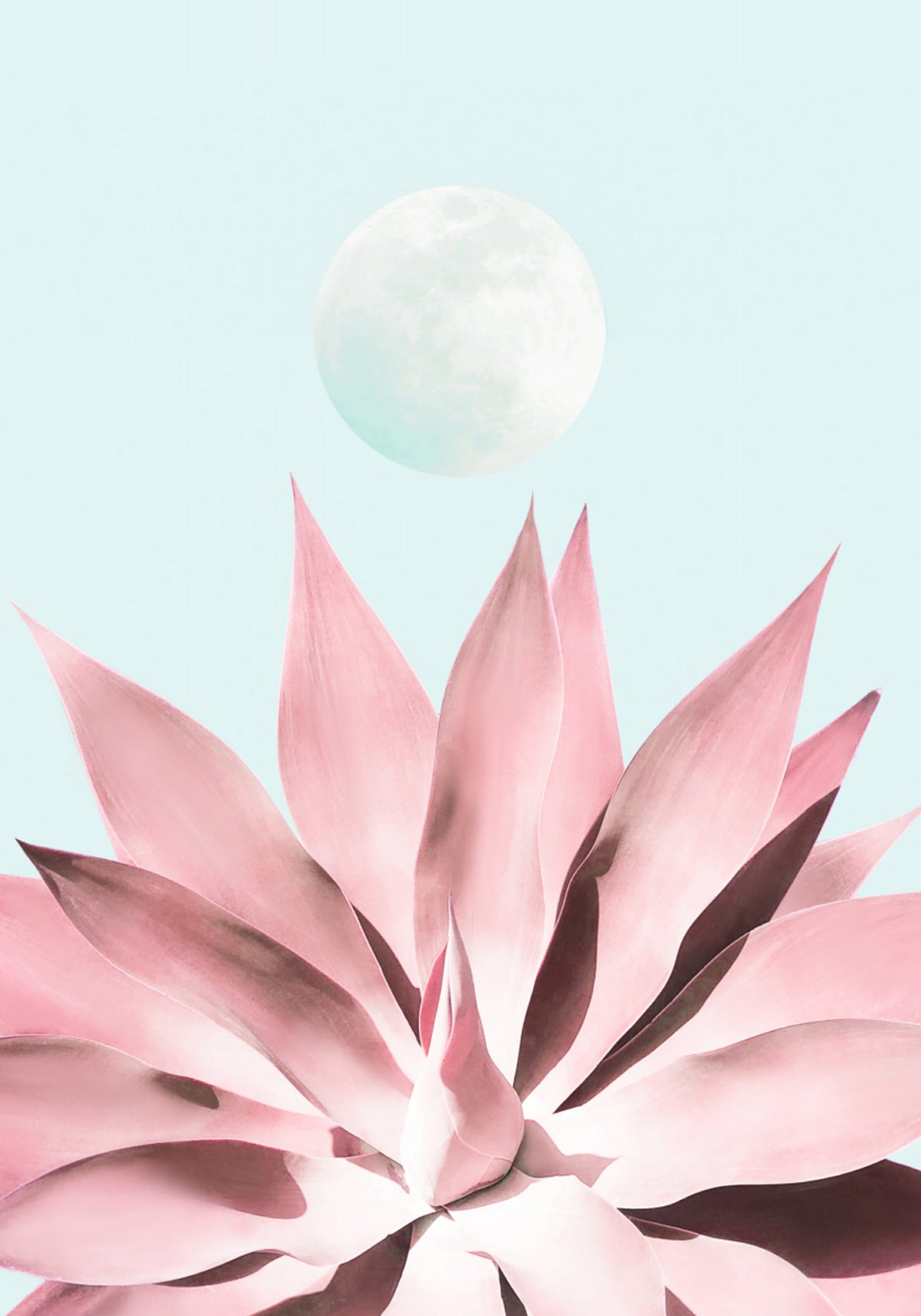 Luna Suculenta Rosa