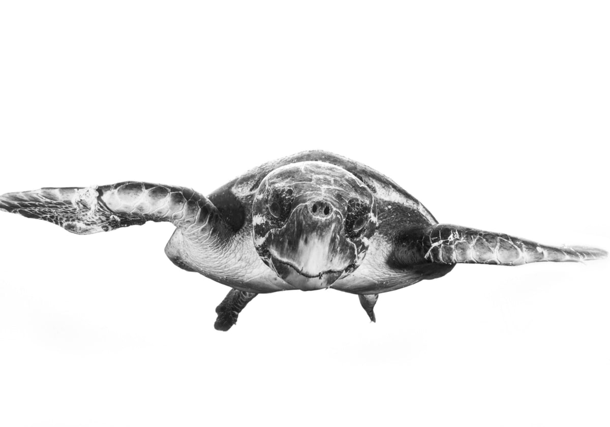 Tortuga marina elegante