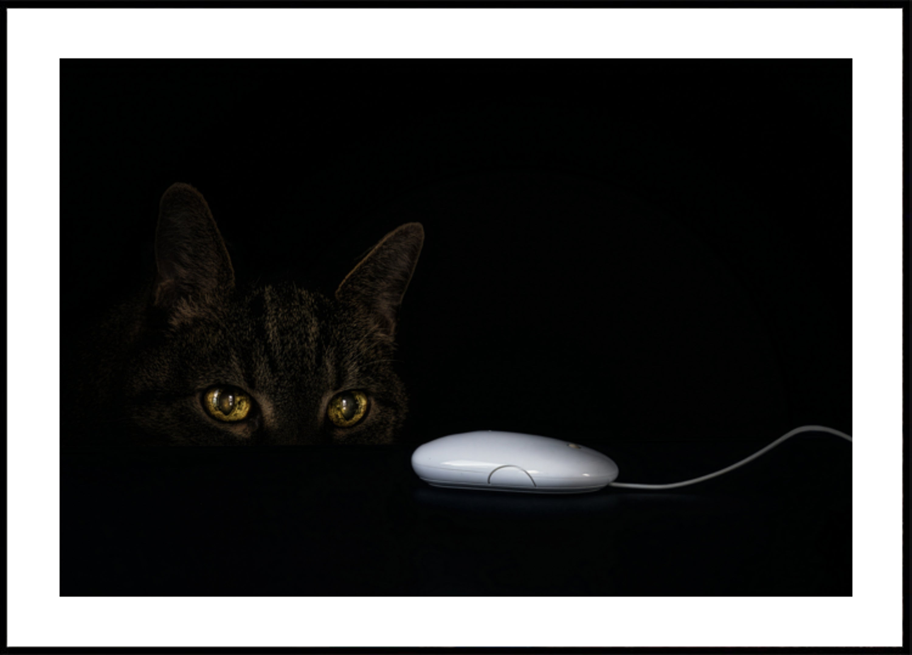 La mirada curiosa del gato
