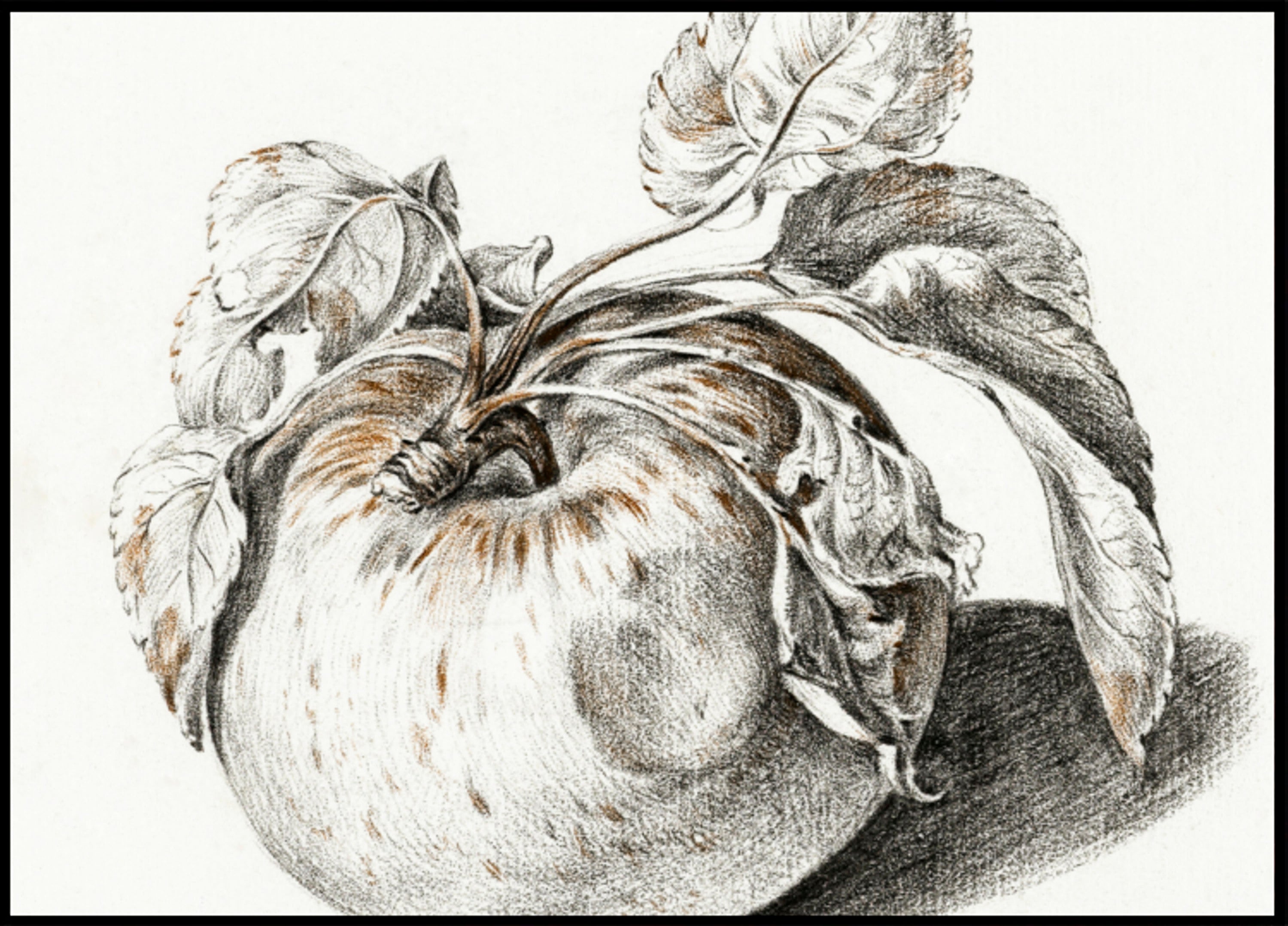 manzana