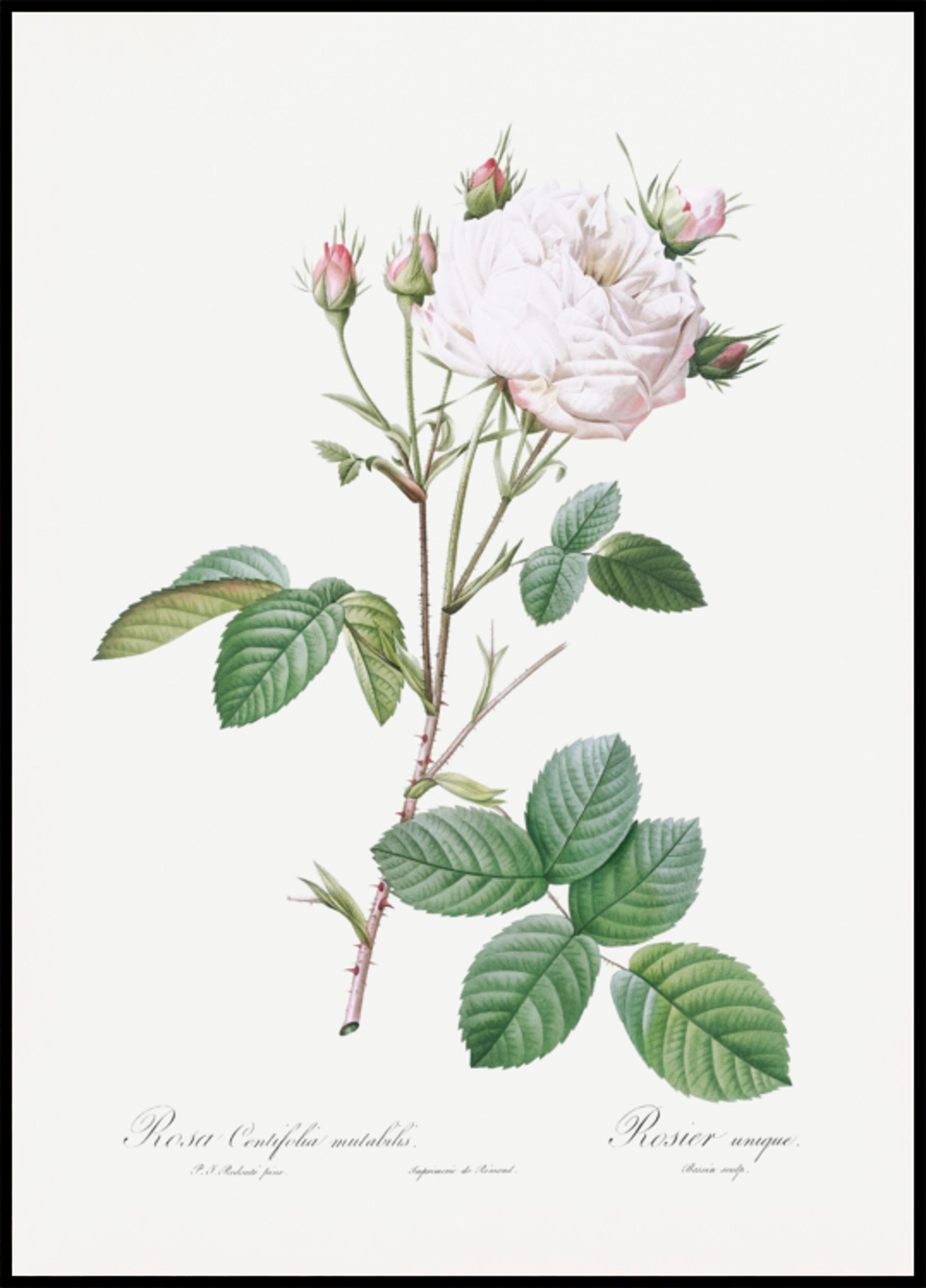 Repollo rosa blanco Provenza, Les Roses (1817–1824)