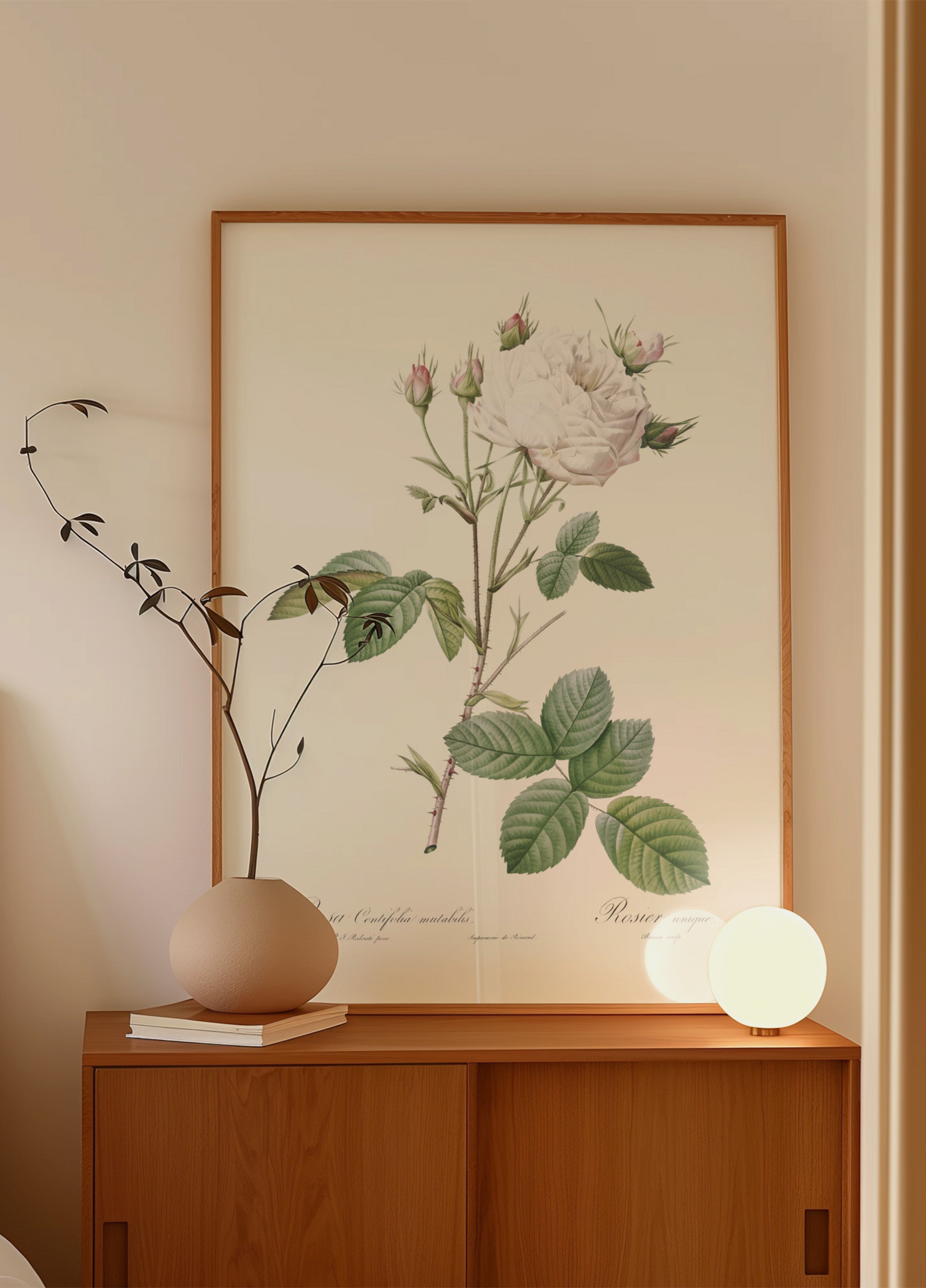 Repollo rosa blanco Provenza, Les Roses (1817–1824)
