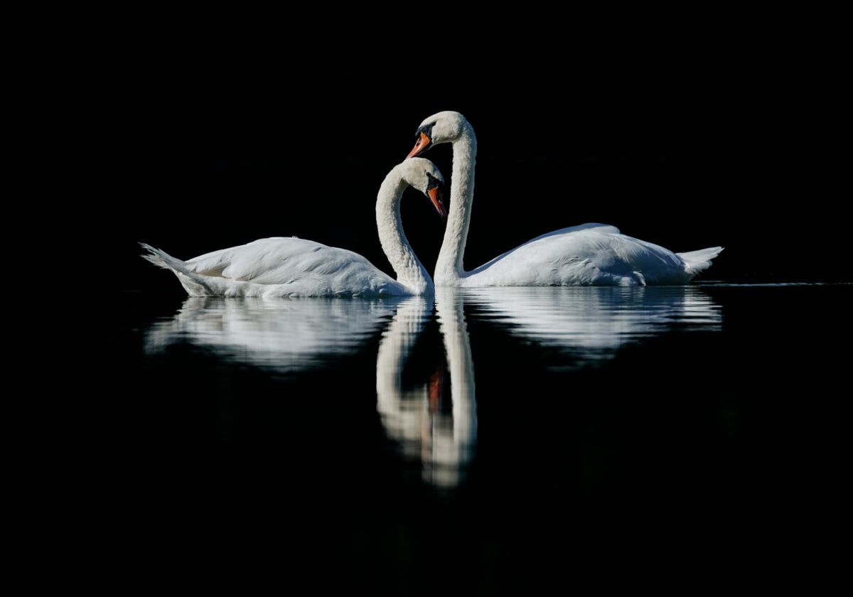 Reflejo romántico del cisne