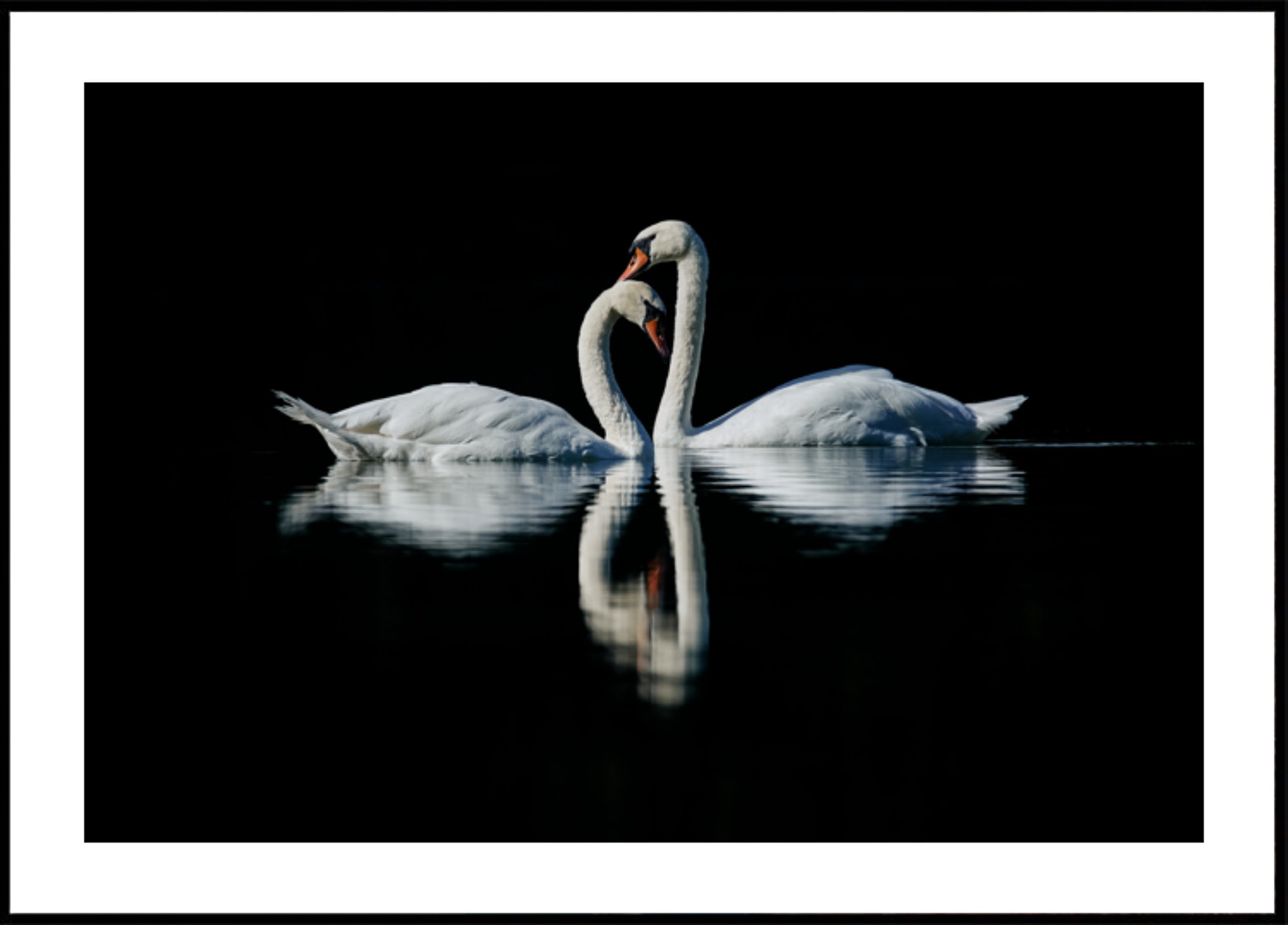 Reflejo romántico del cisne