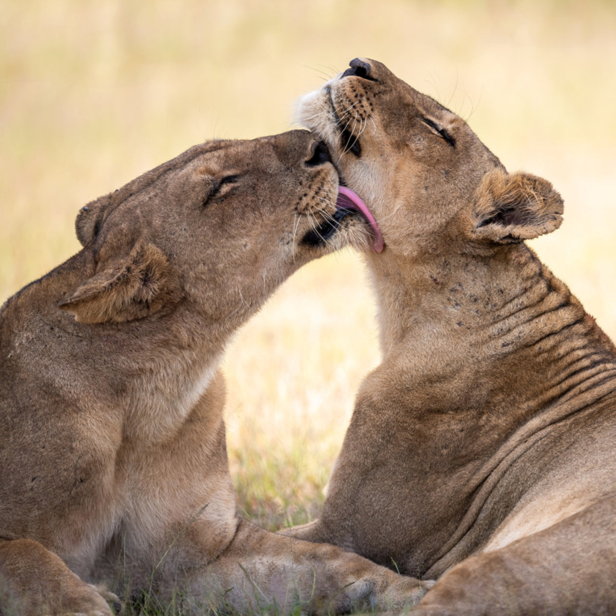 Vínculo del león africano