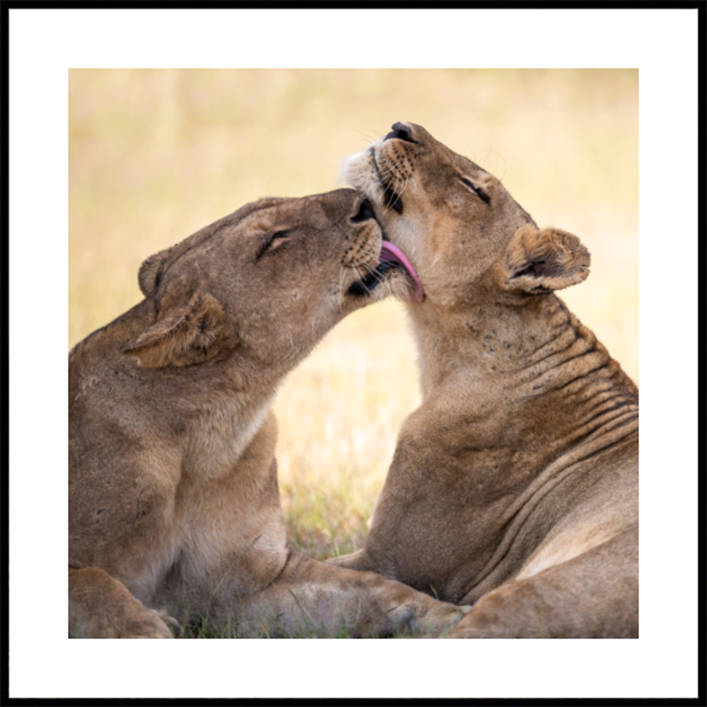 Vínculo del león africano