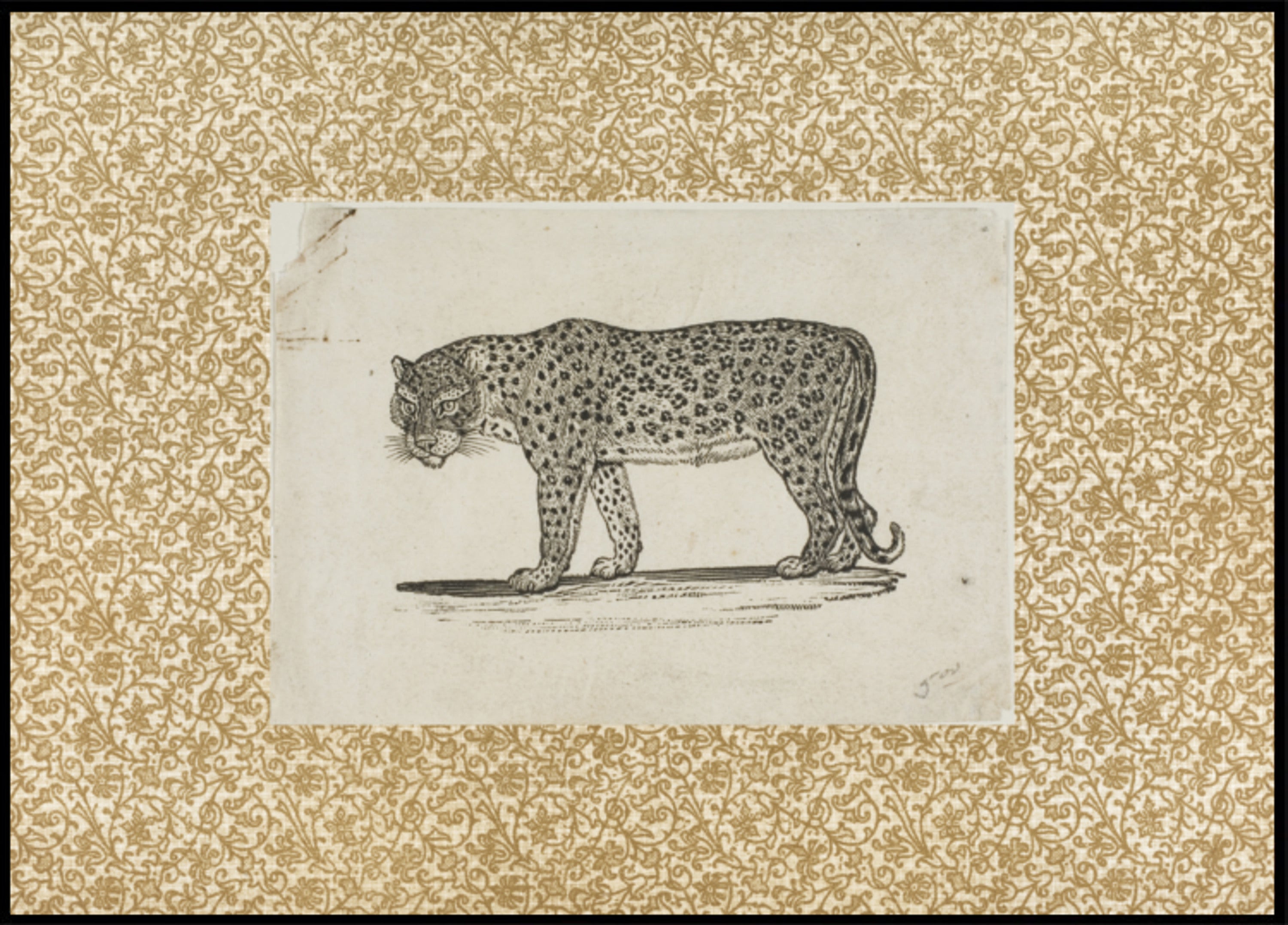 Bosquejo de leopardo vintage
