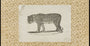 Bosquejo de leopardo vintage