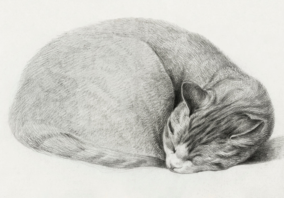 Gato dormido tumbado enrollado por Jean Bernard (1775 1883)