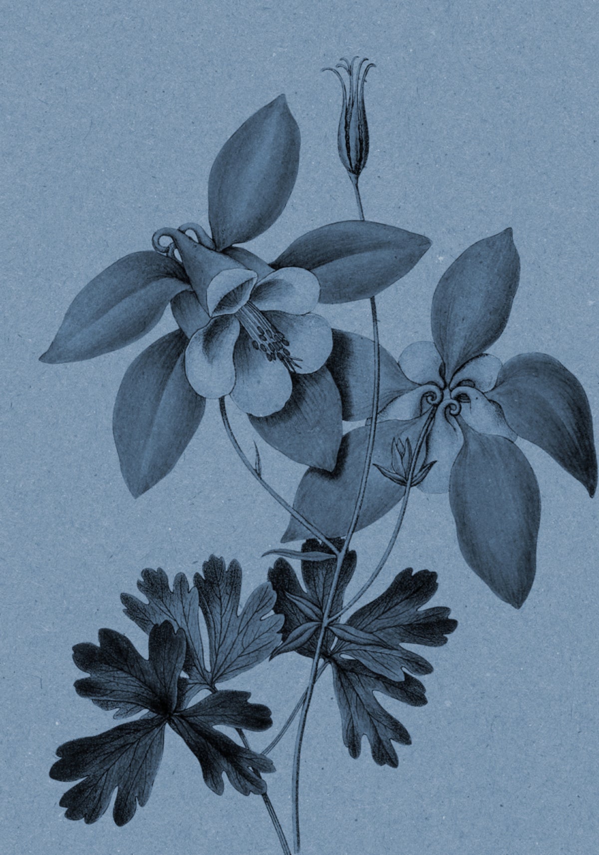Estudio botánico de Blue Columbine