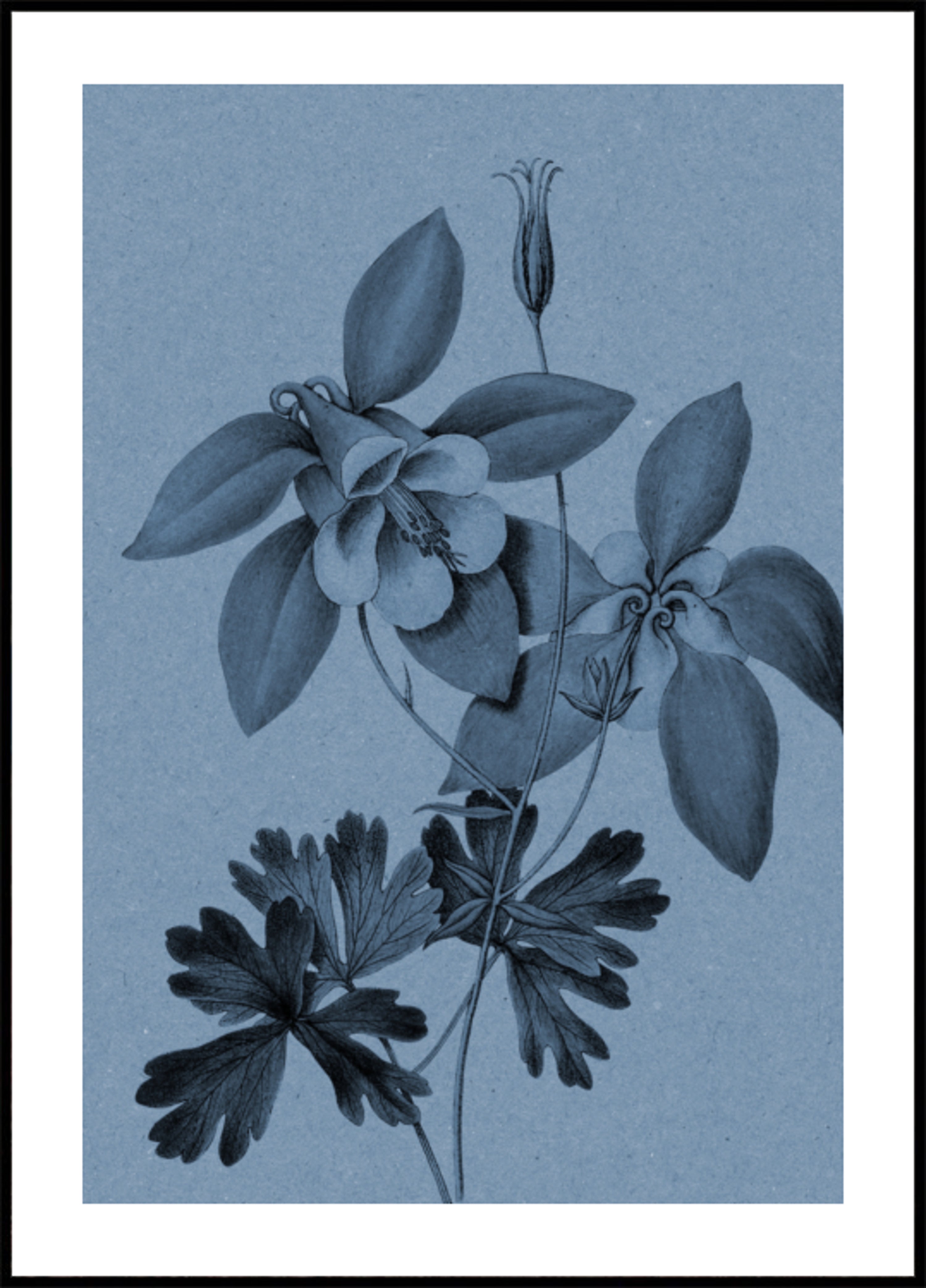 Estudio botánico de Blue Columbine