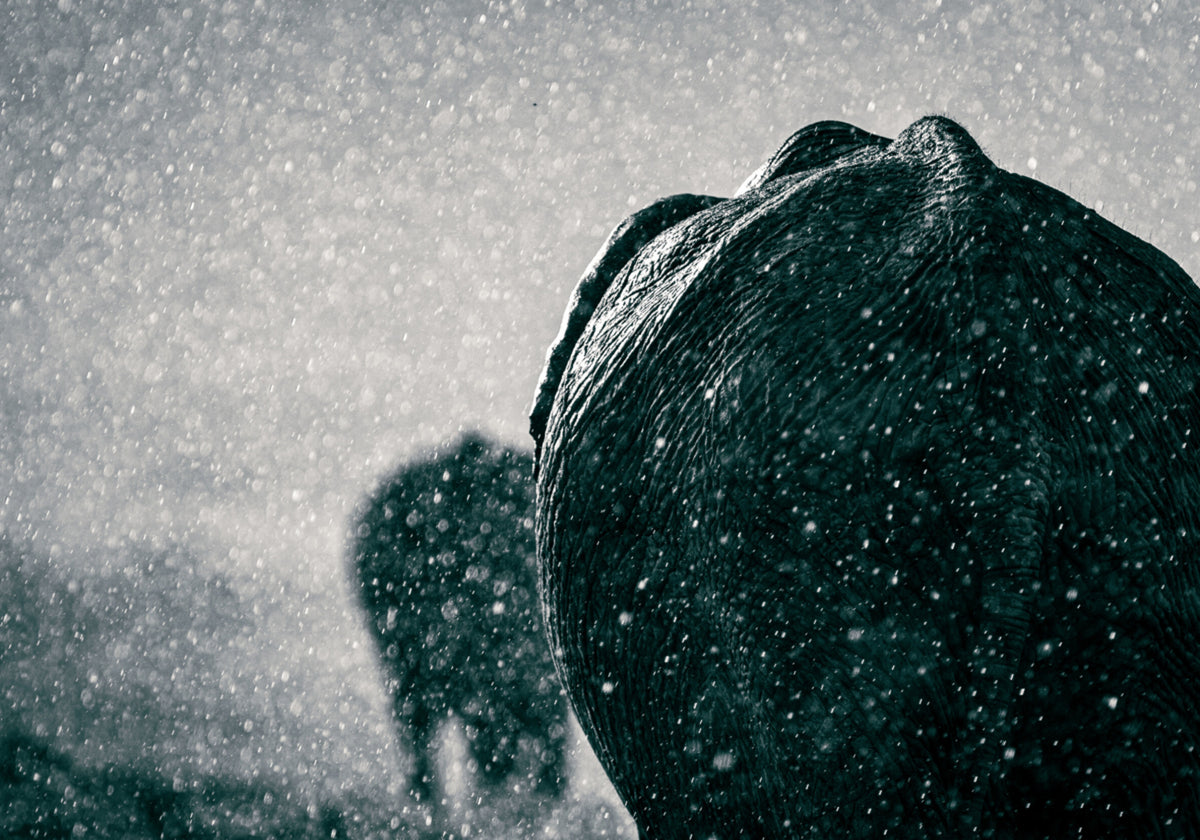 Elefantes bajo la lluvia
