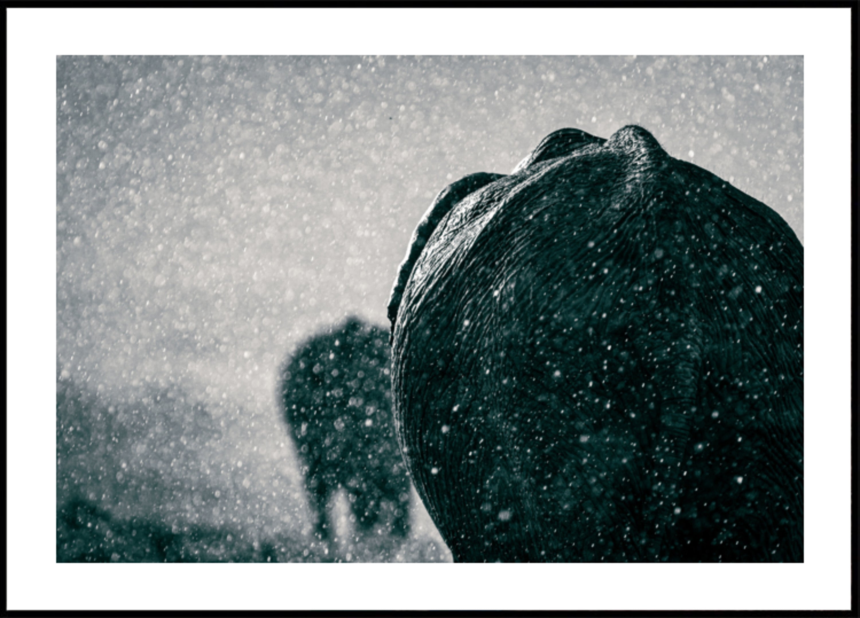 Elefantes bajo la lluvia
