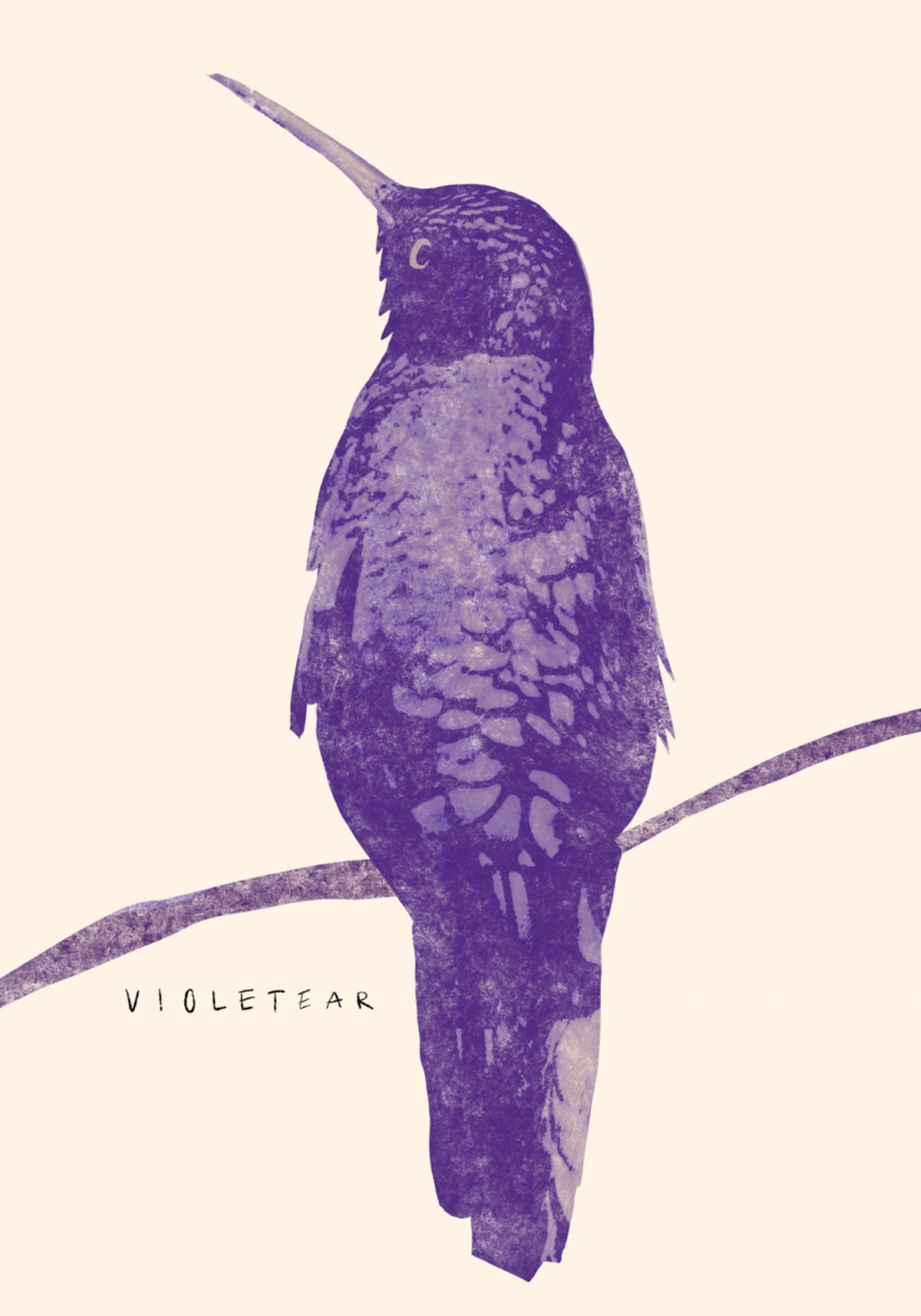 Colibrí violeta elegante
