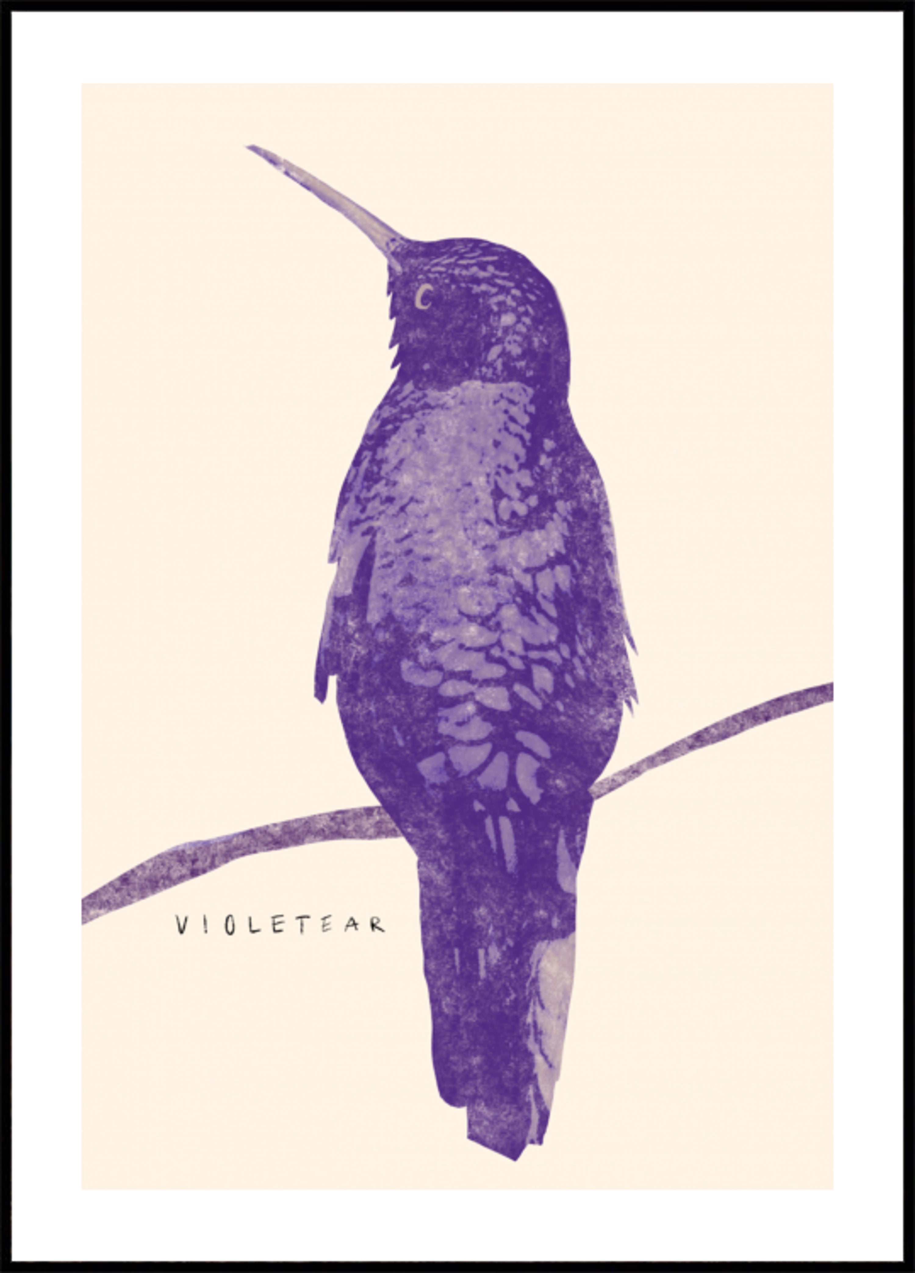 Colibrí violeta elegante