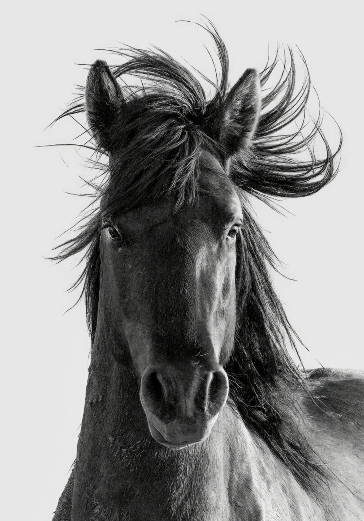 Retrato de caballo salvaje