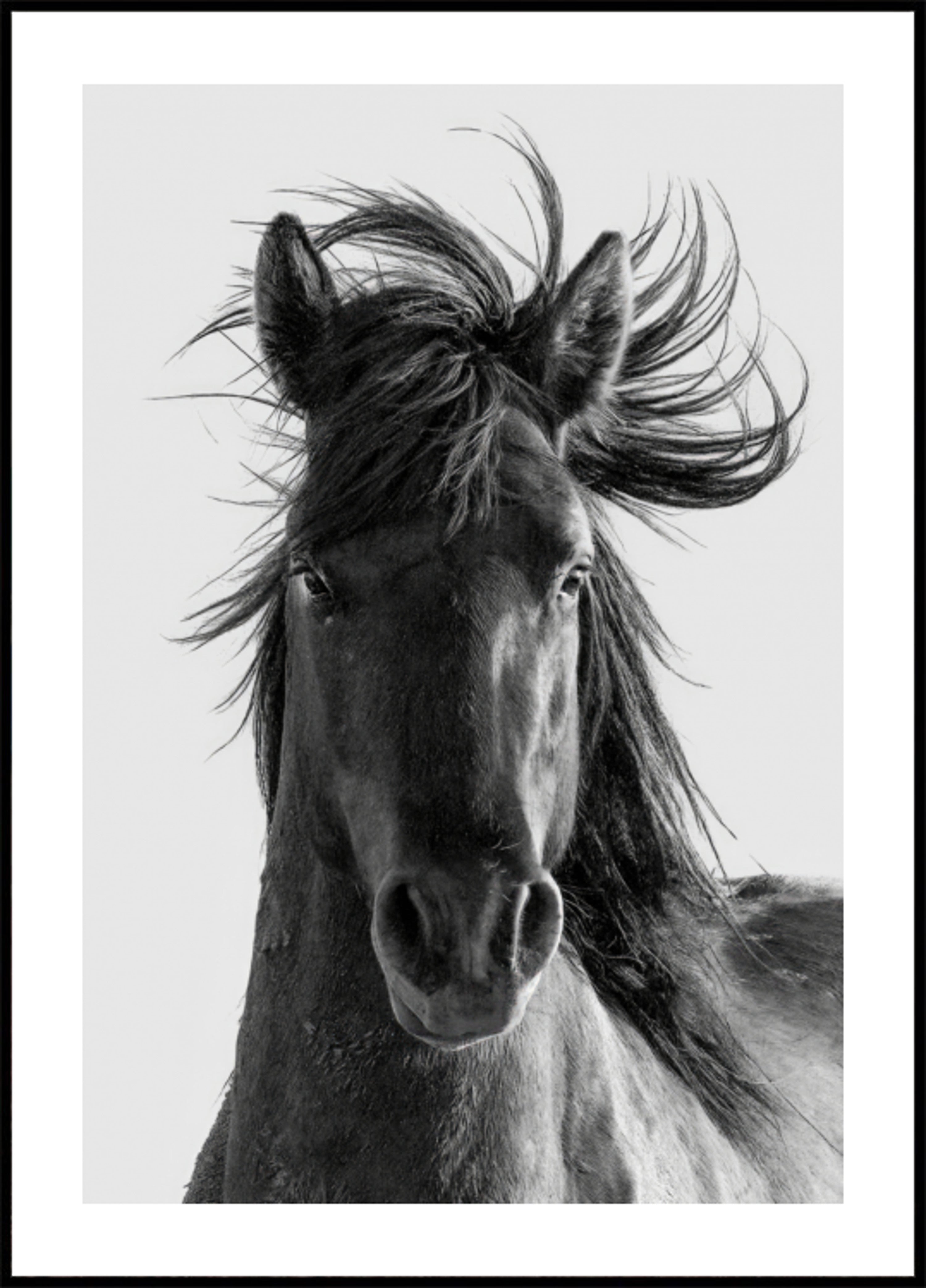 Retrato de caballo salvaje