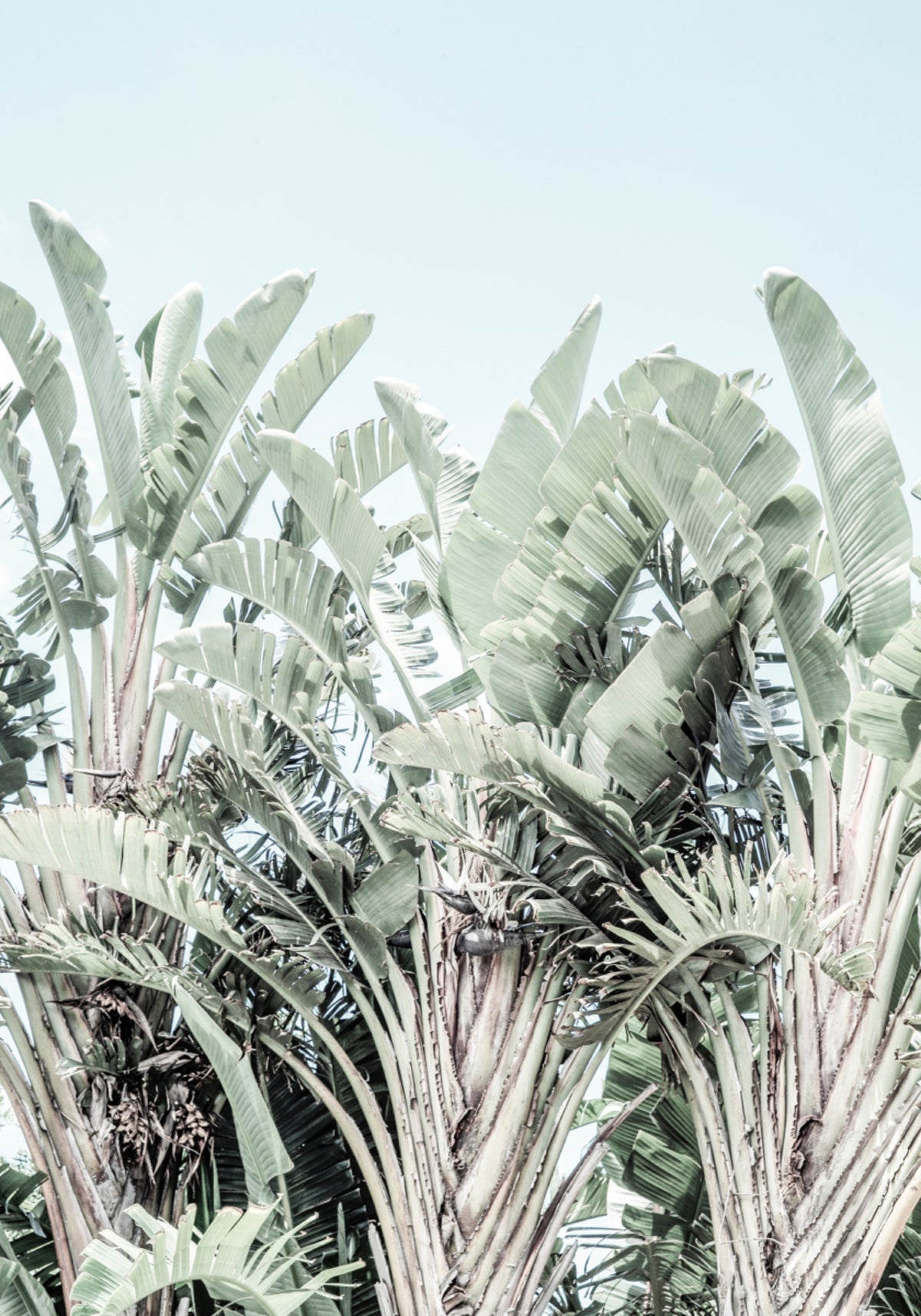 Susurros tropicales