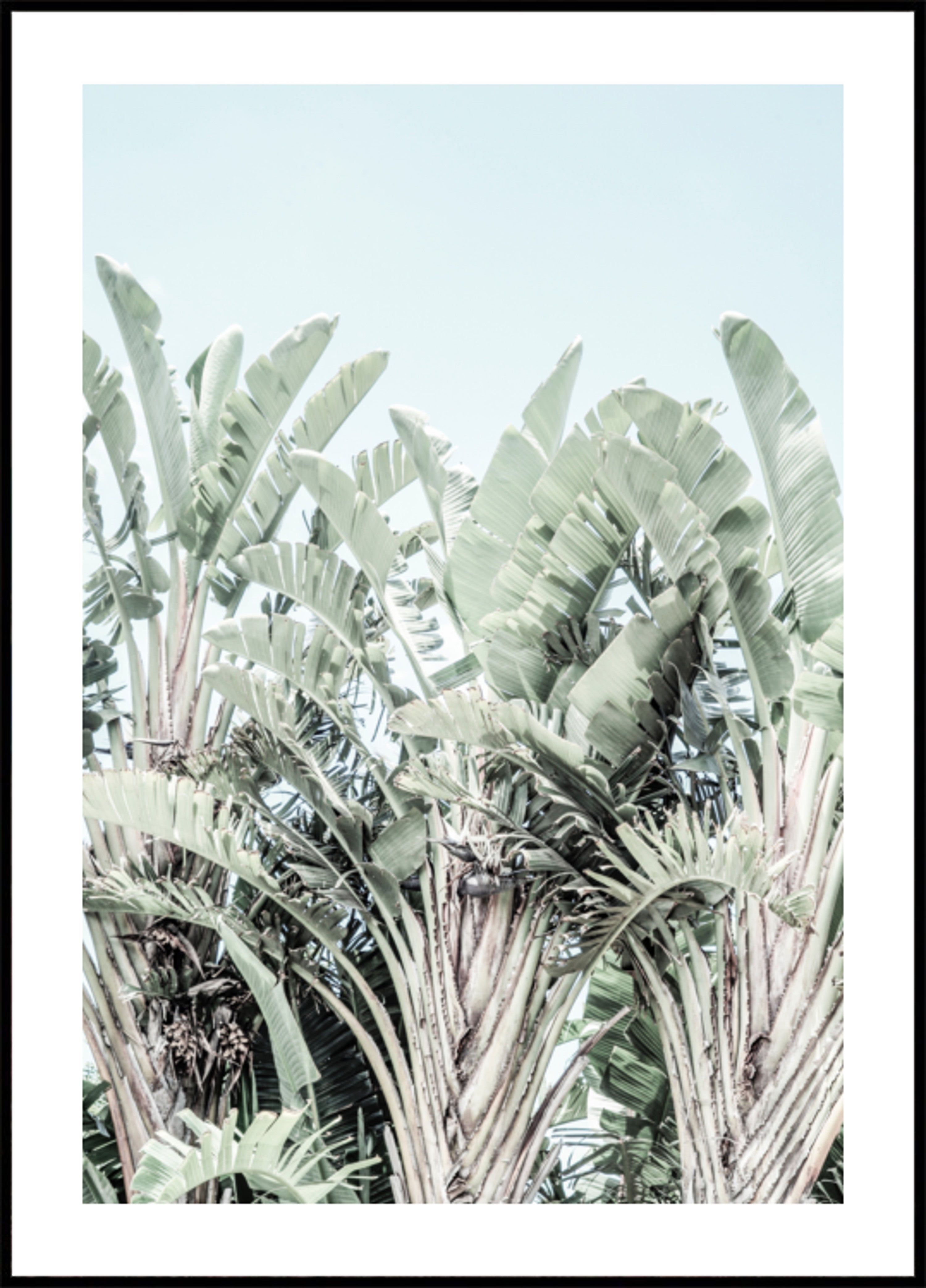 Susurros tropicales