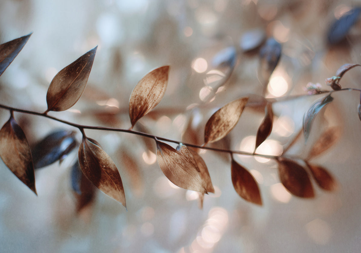 Delicadas hojas bokeh