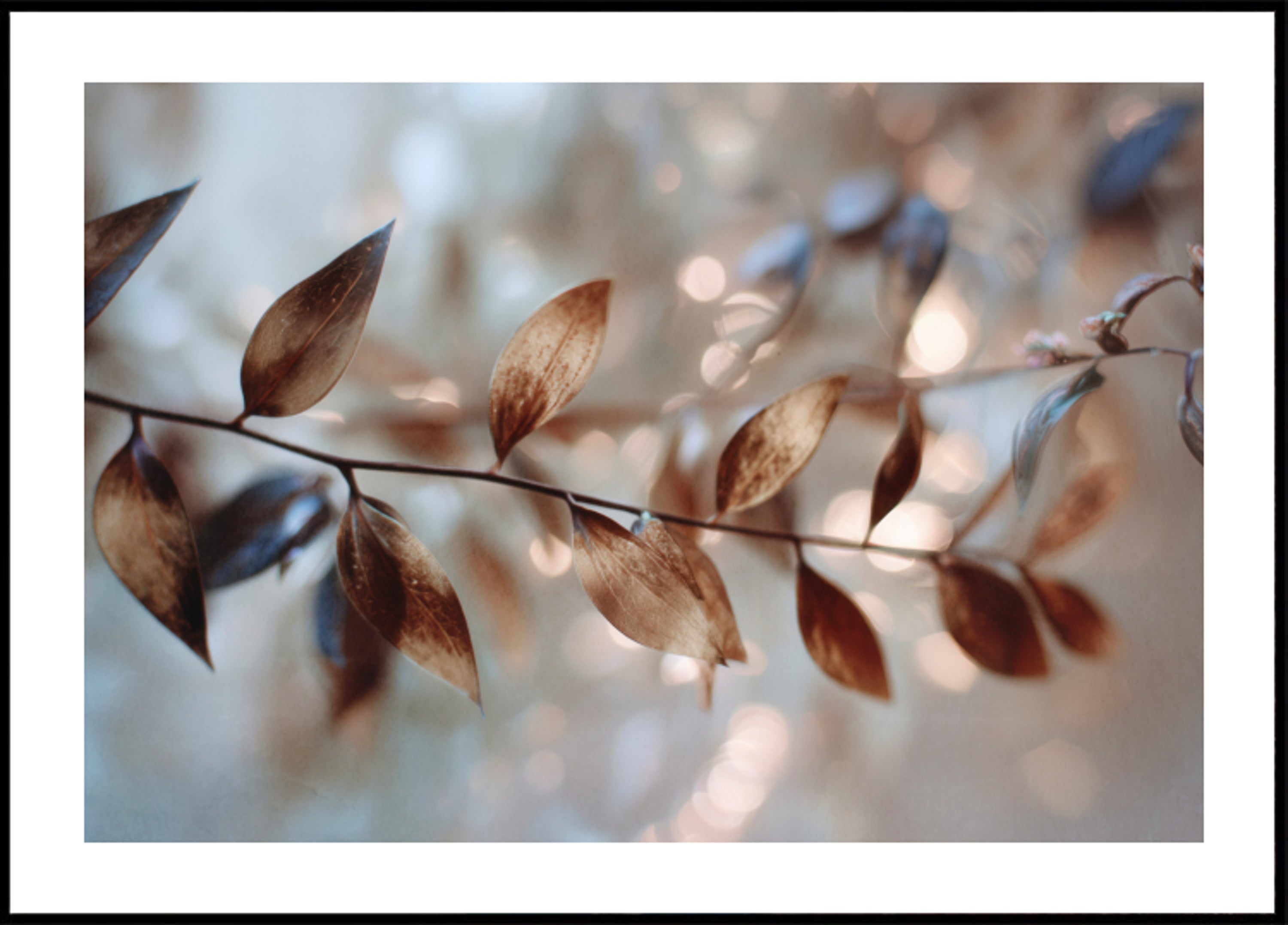 Delicadas hojas bokeh