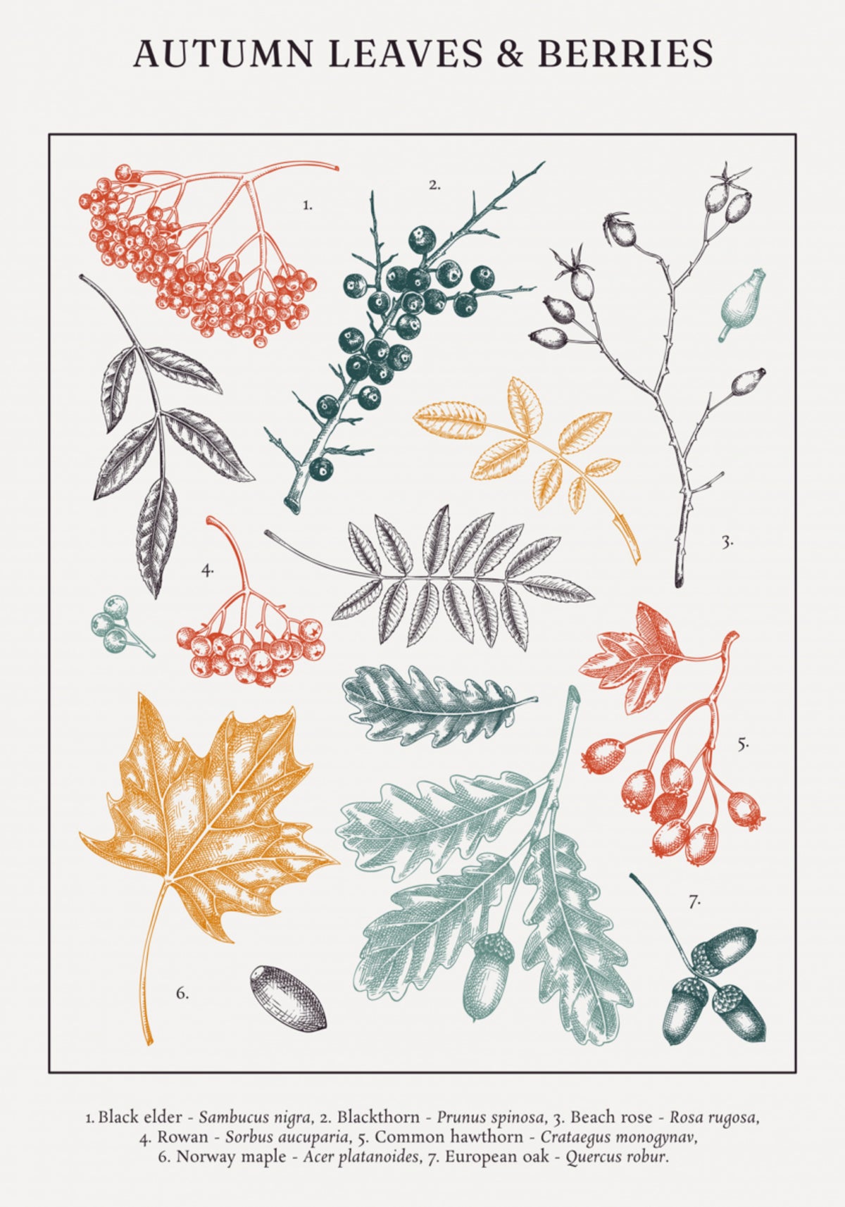 Hojas y bayas de otoño