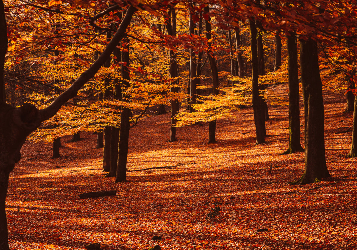 Bosque Dorado De Otoño