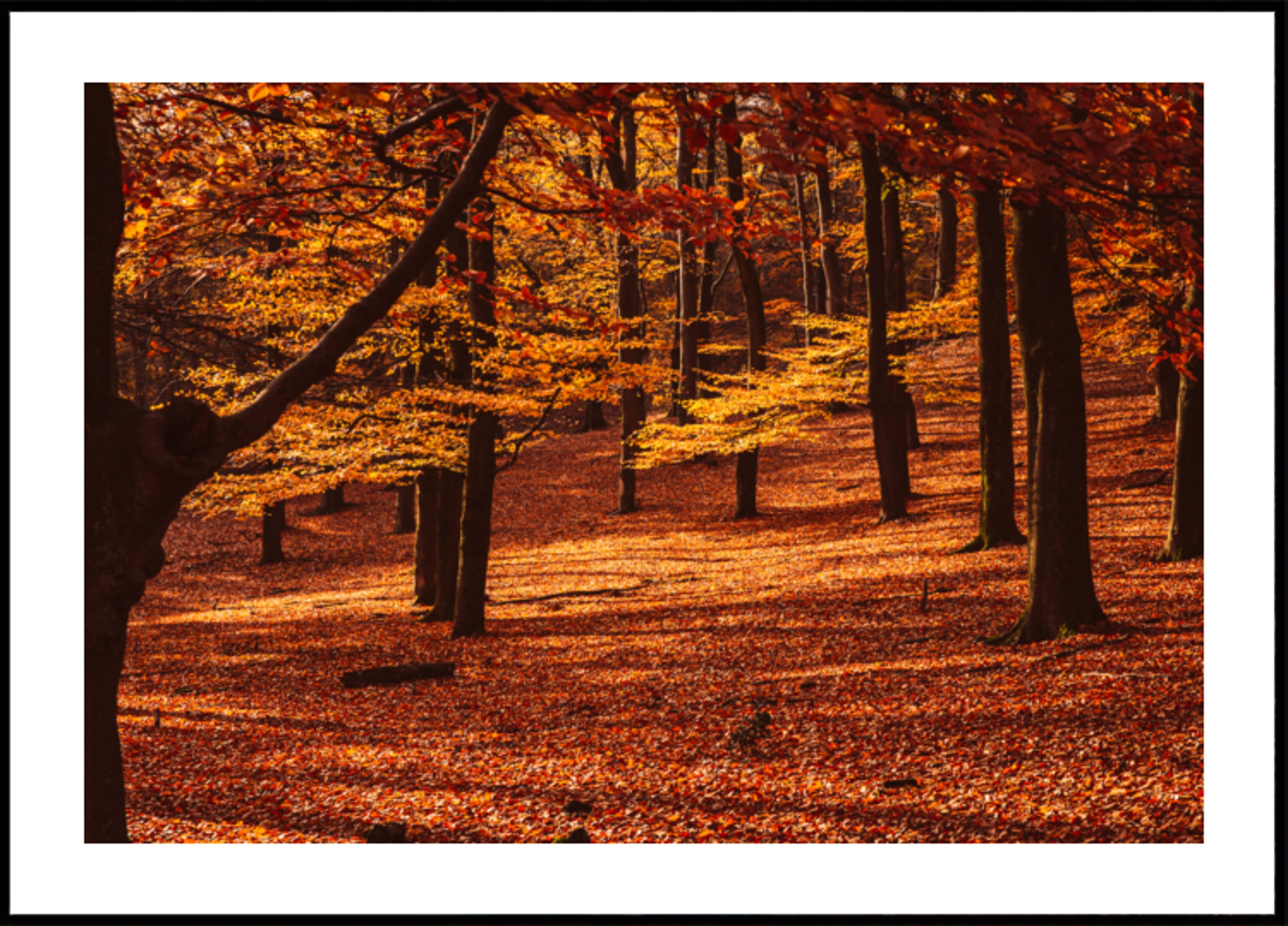 Bosque Dorado De Otoño