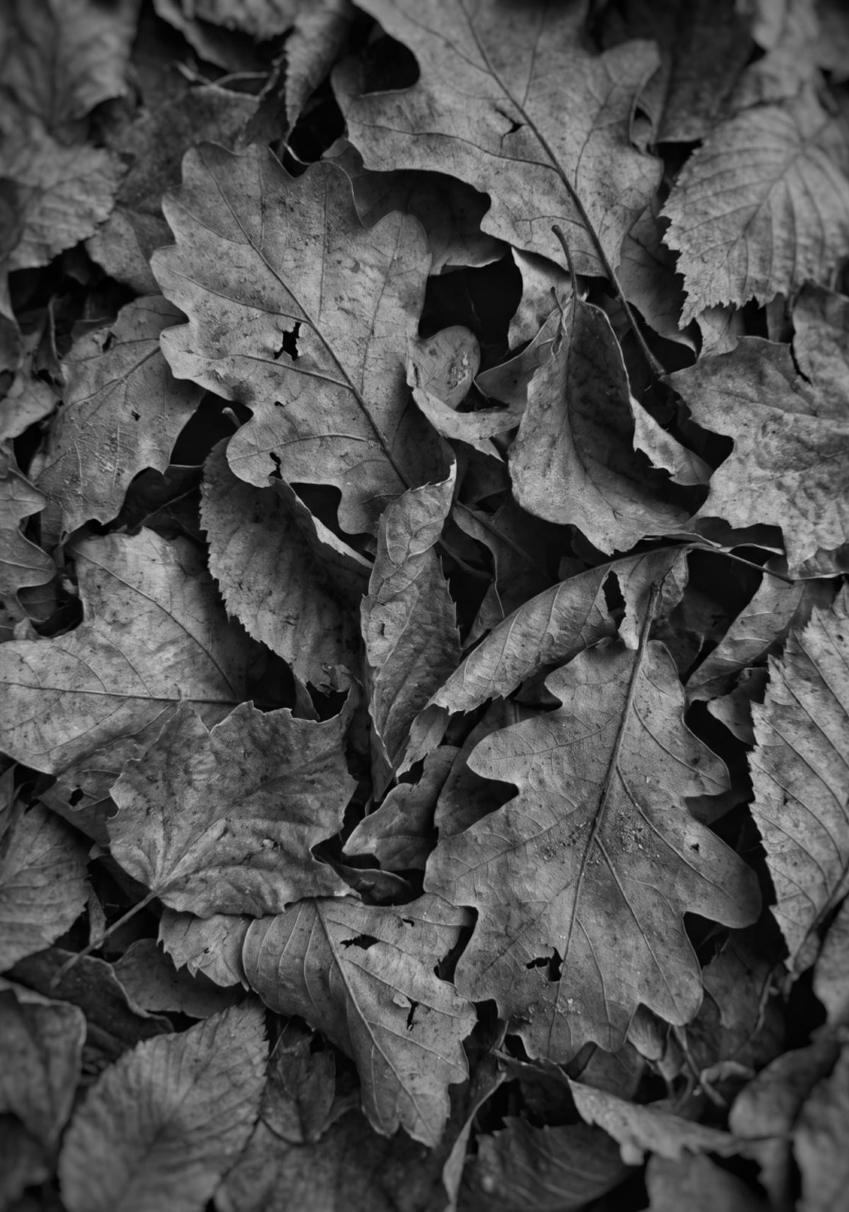Follaje de otoño monocromo