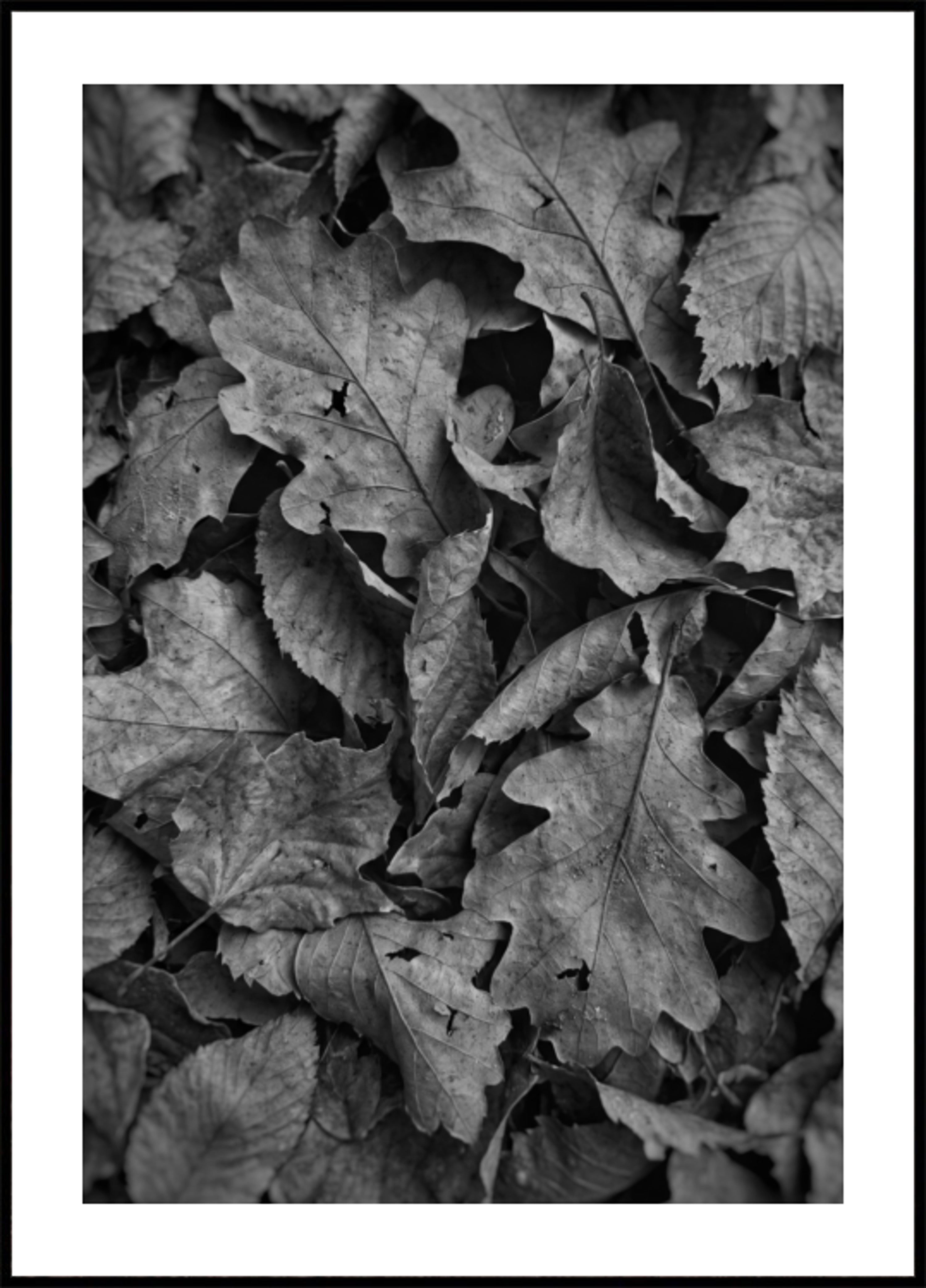 Follaje de otoño monocromo