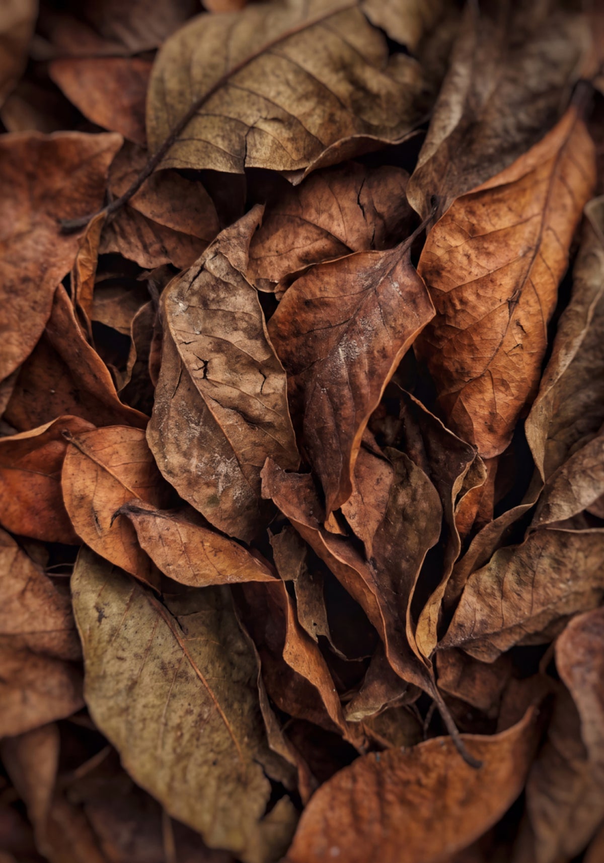 Hojas de otoño con textura
