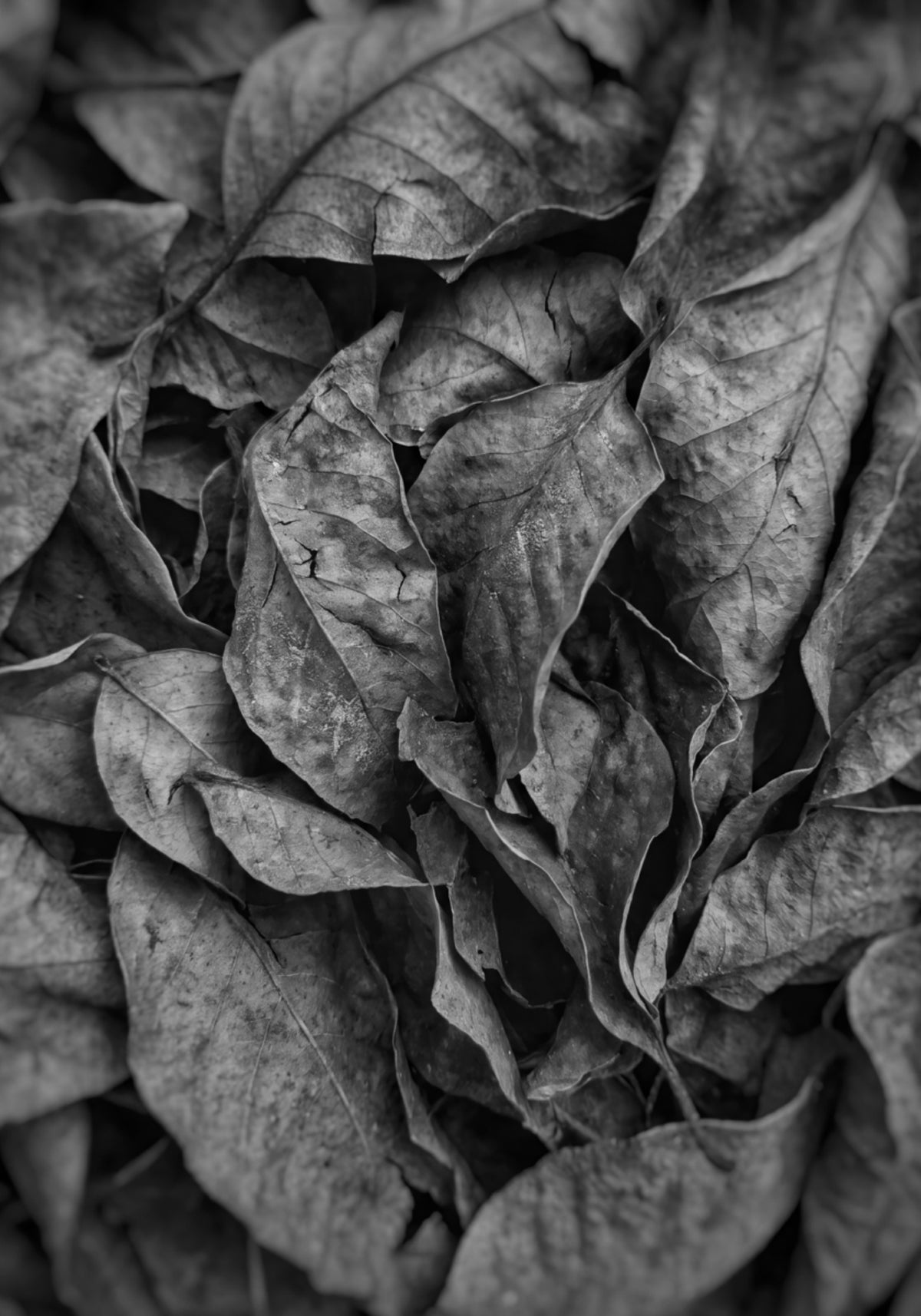 Textura de hoja monocromática