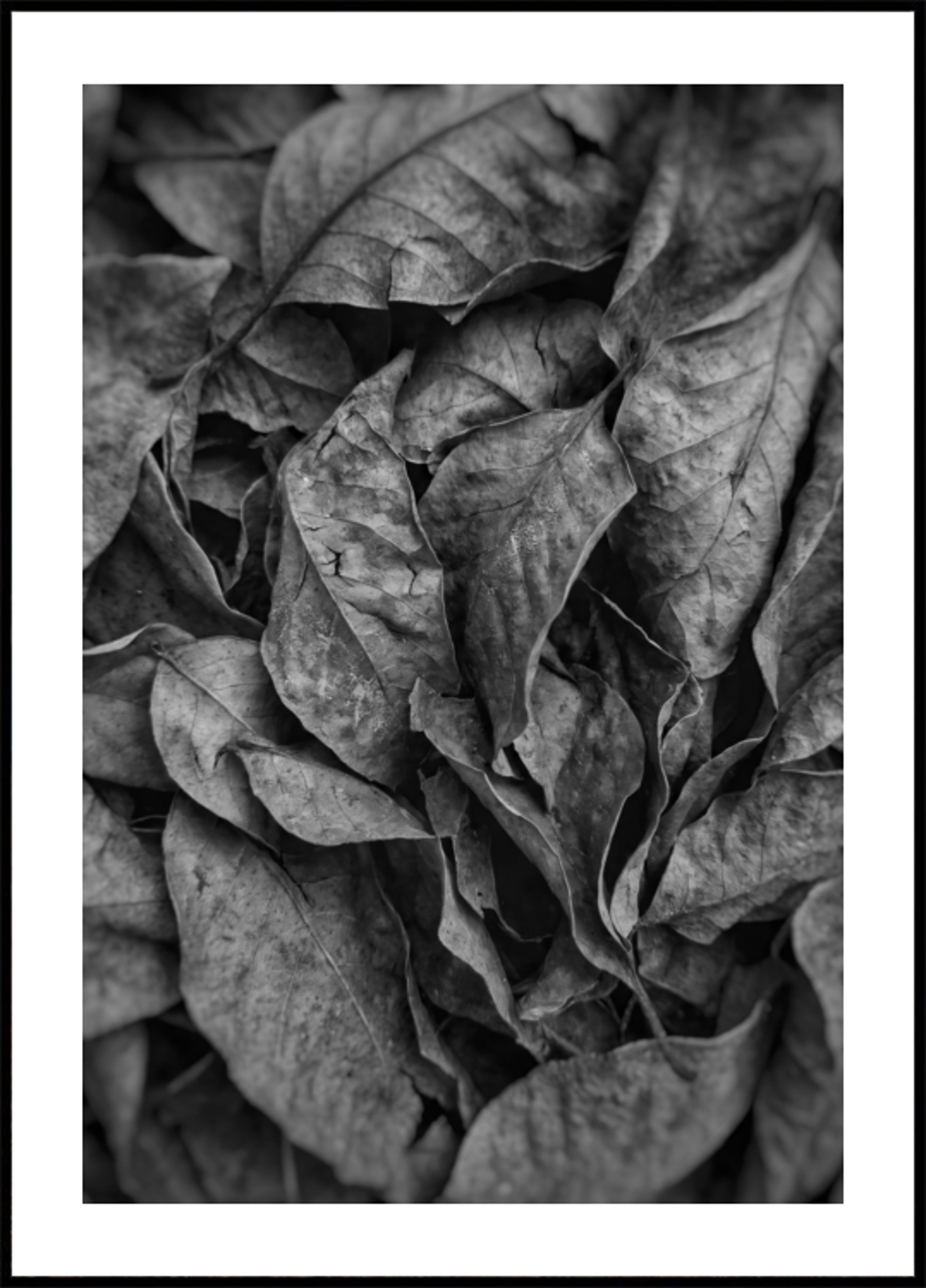 Textura de hoja monocromática
