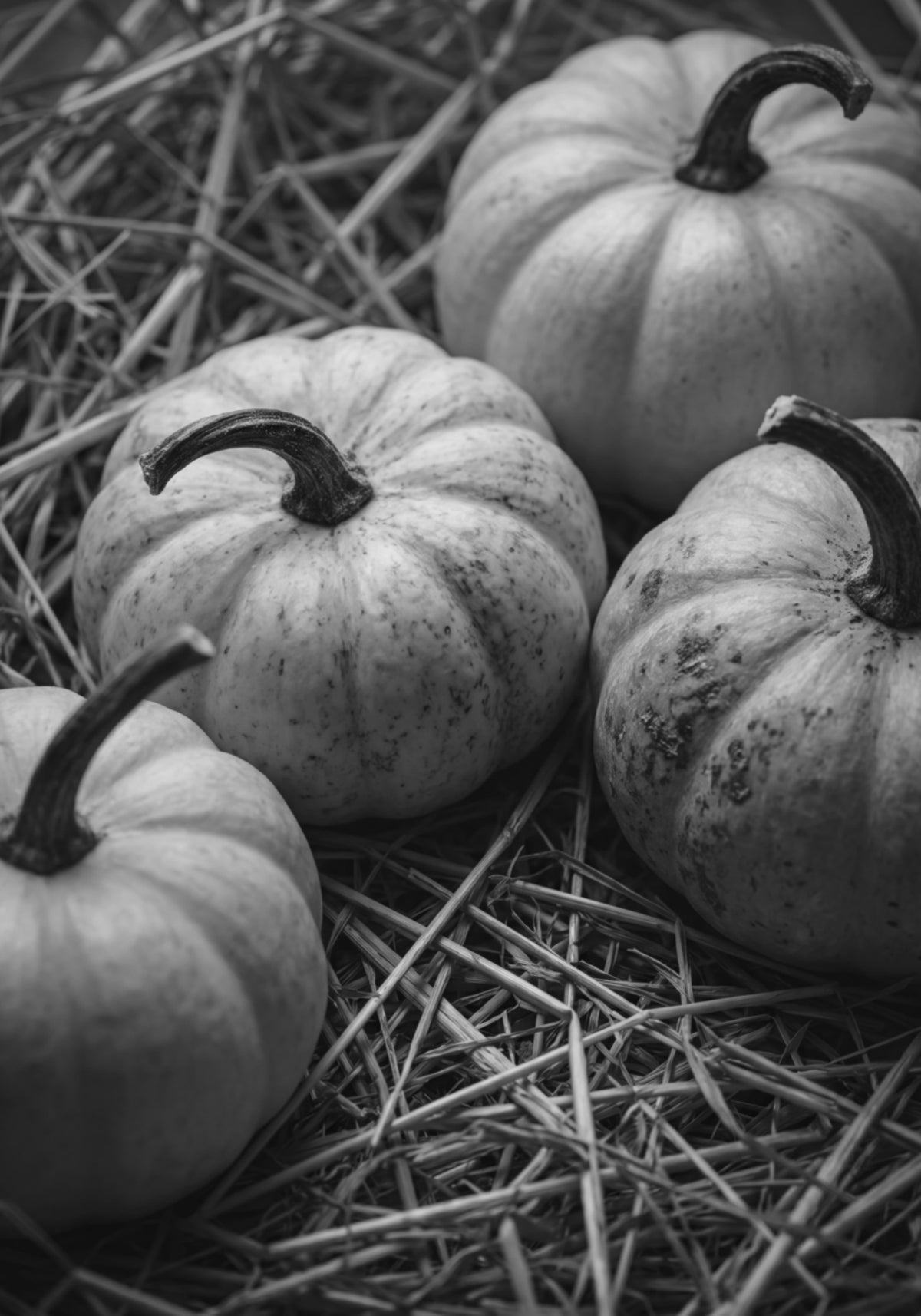 Calabazas de cosecha de otoño
