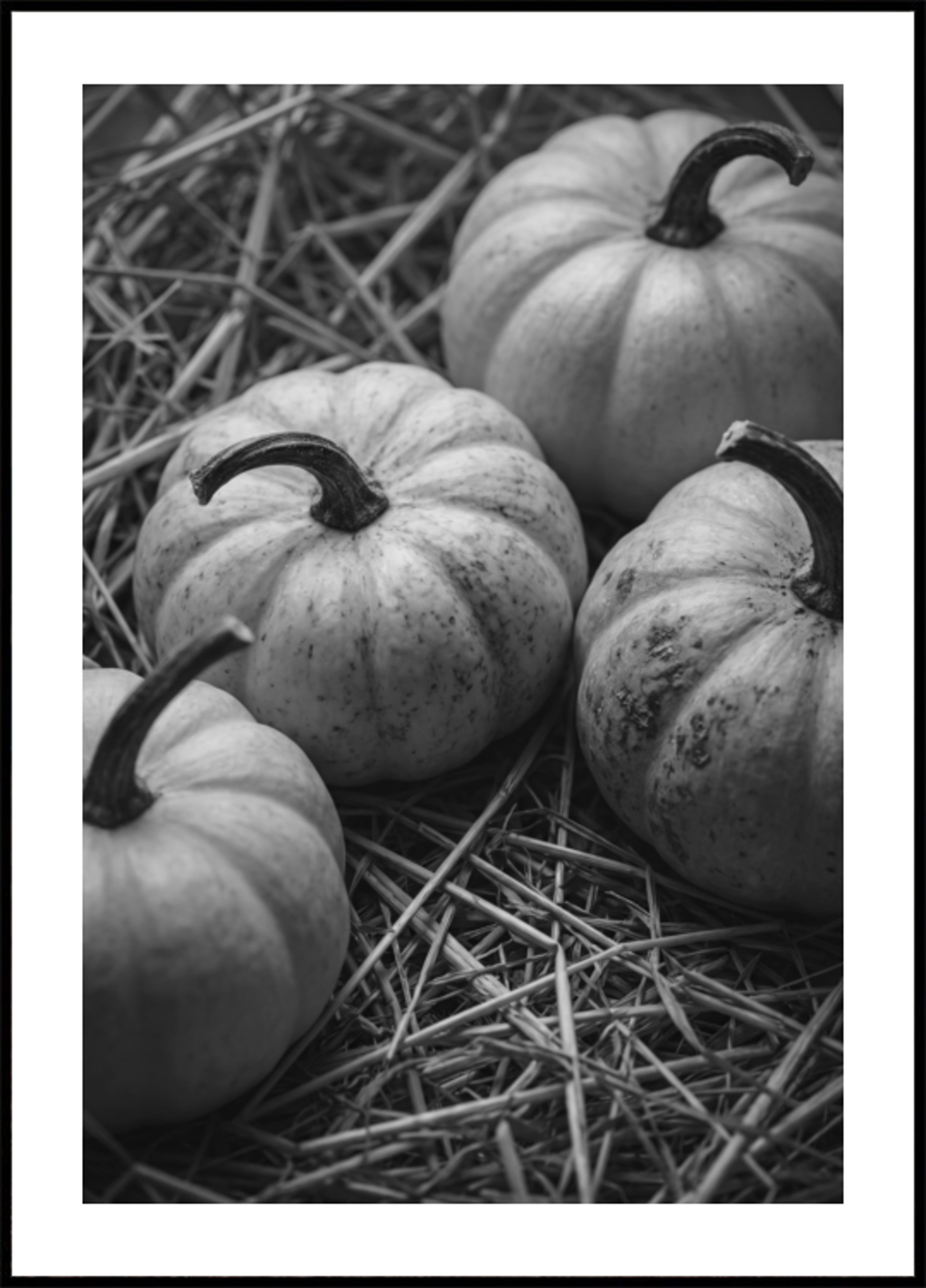 Calabazas de cosecha de otoño