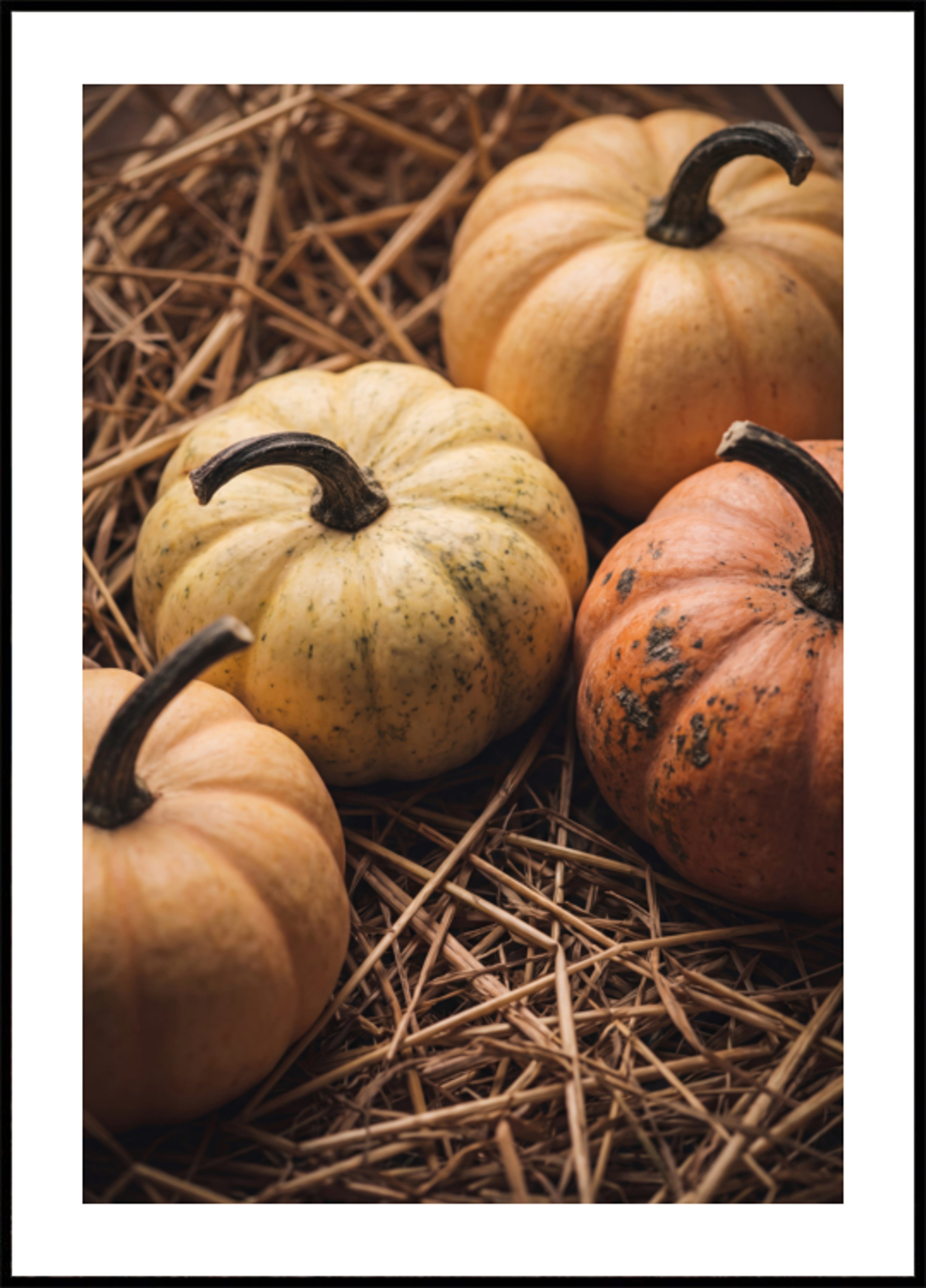 Calabazas de cosecha de otoño