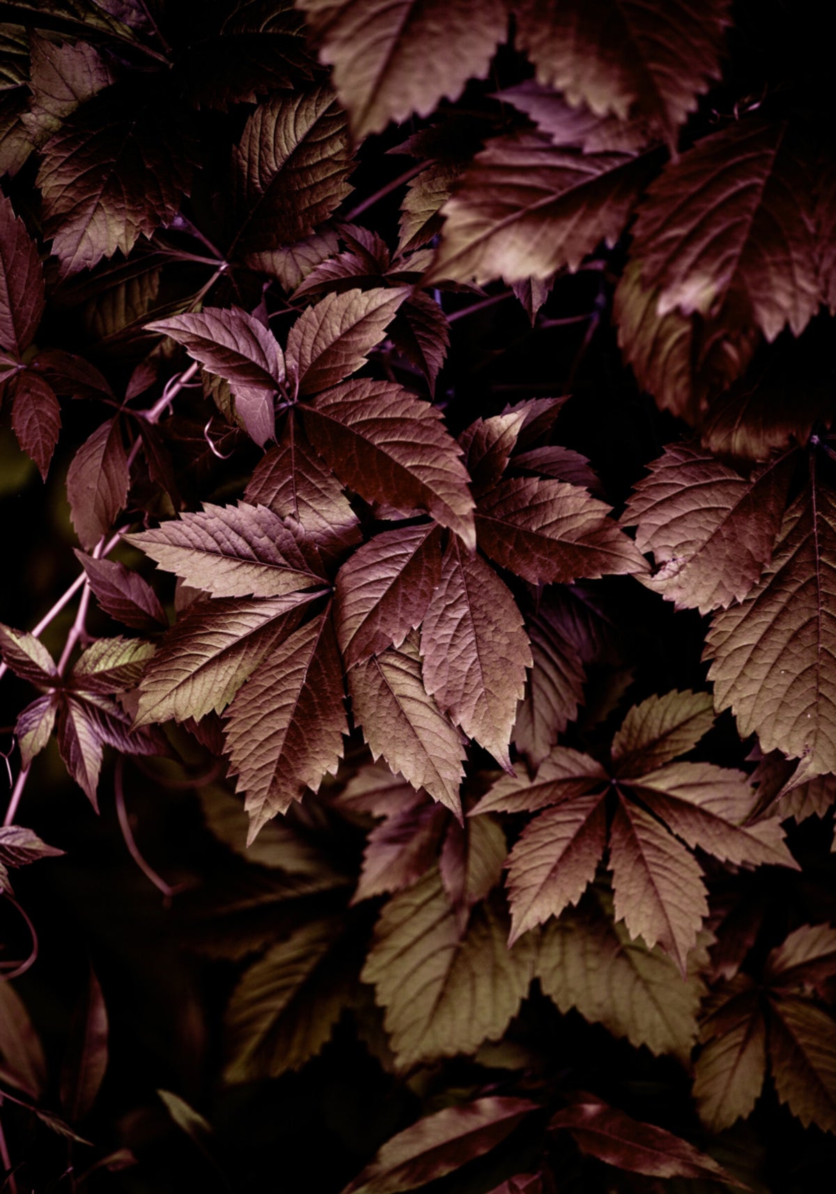 Hojas de Otoño 13