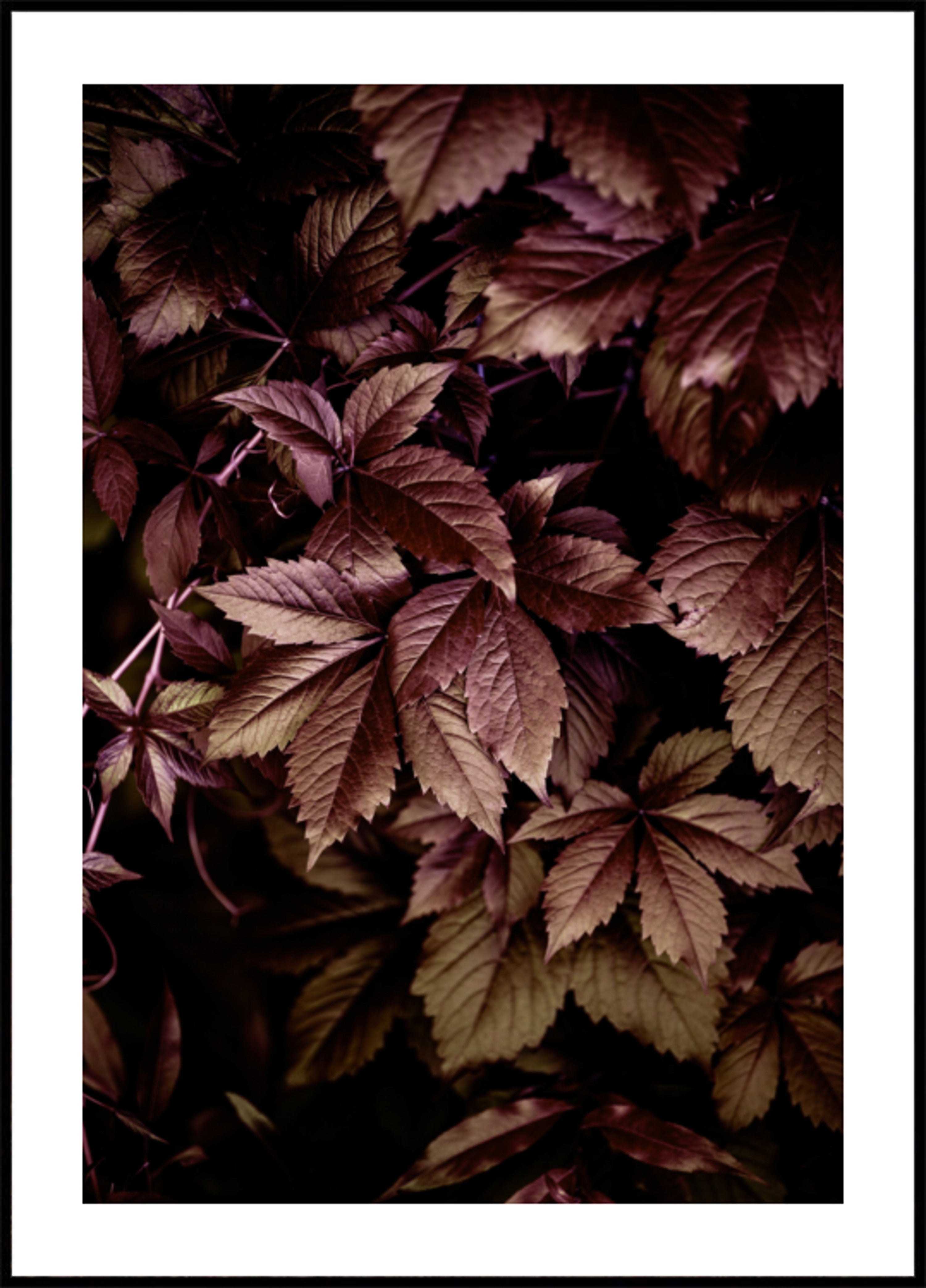 Hojas de Otoño 13