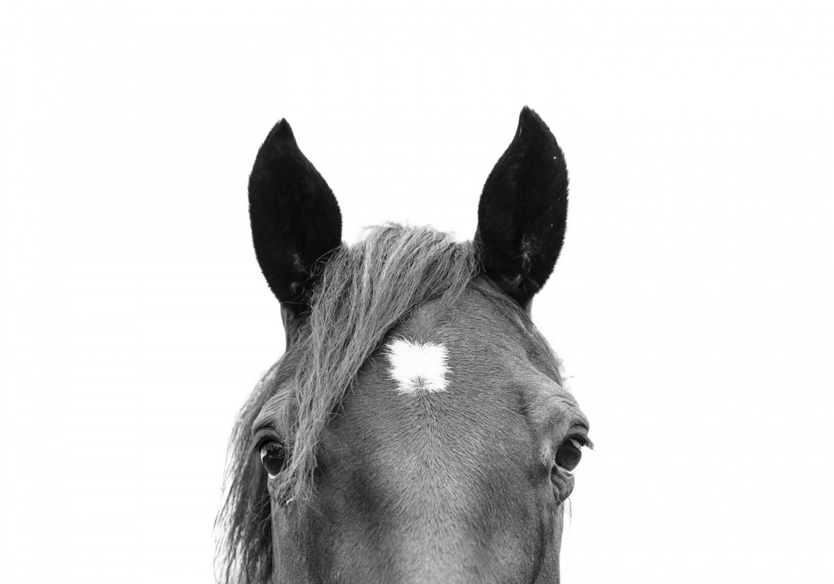 Caballo que mira furtivamente